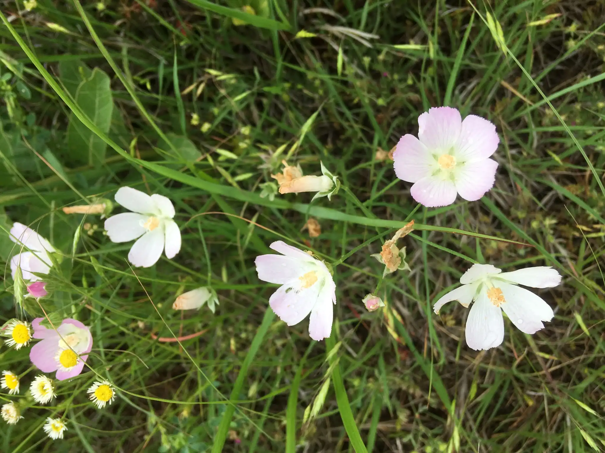 Pale Poppy Mallow