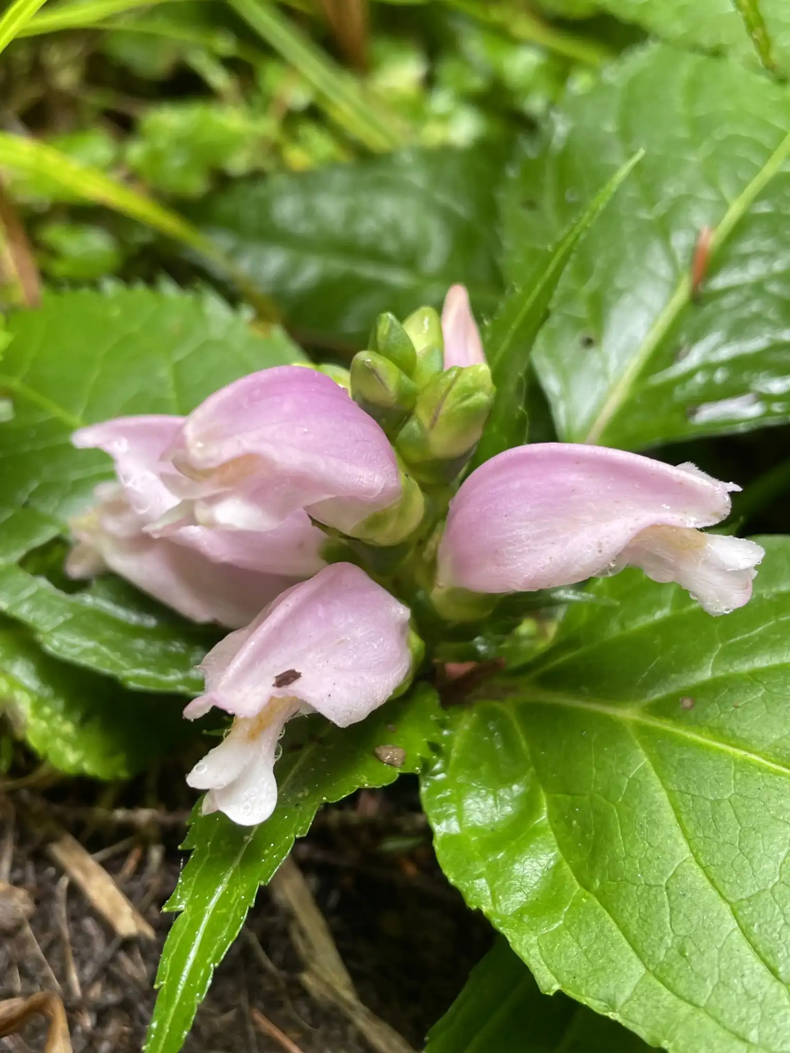 Turtlehead
