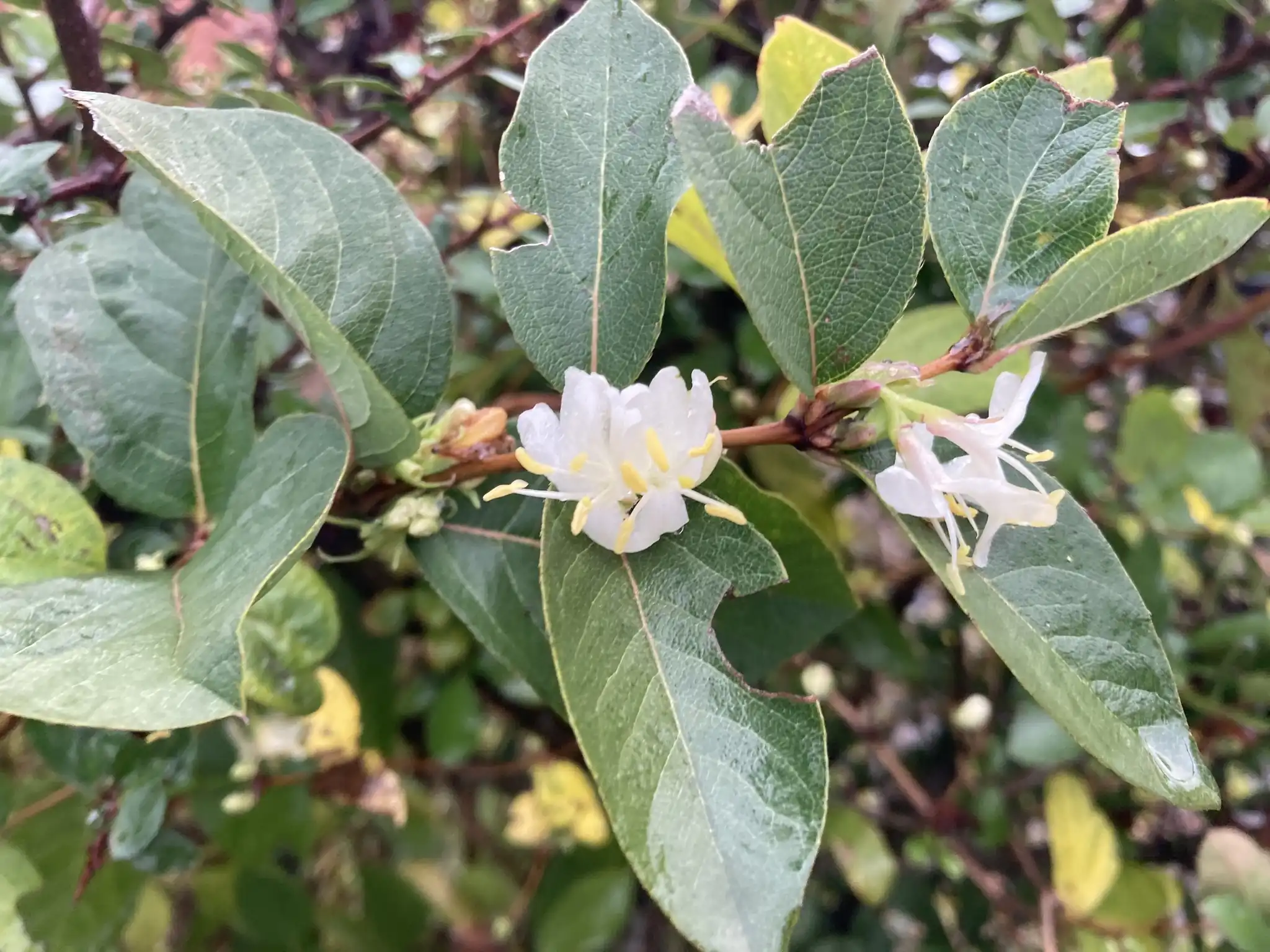 Winter Honeysuckle