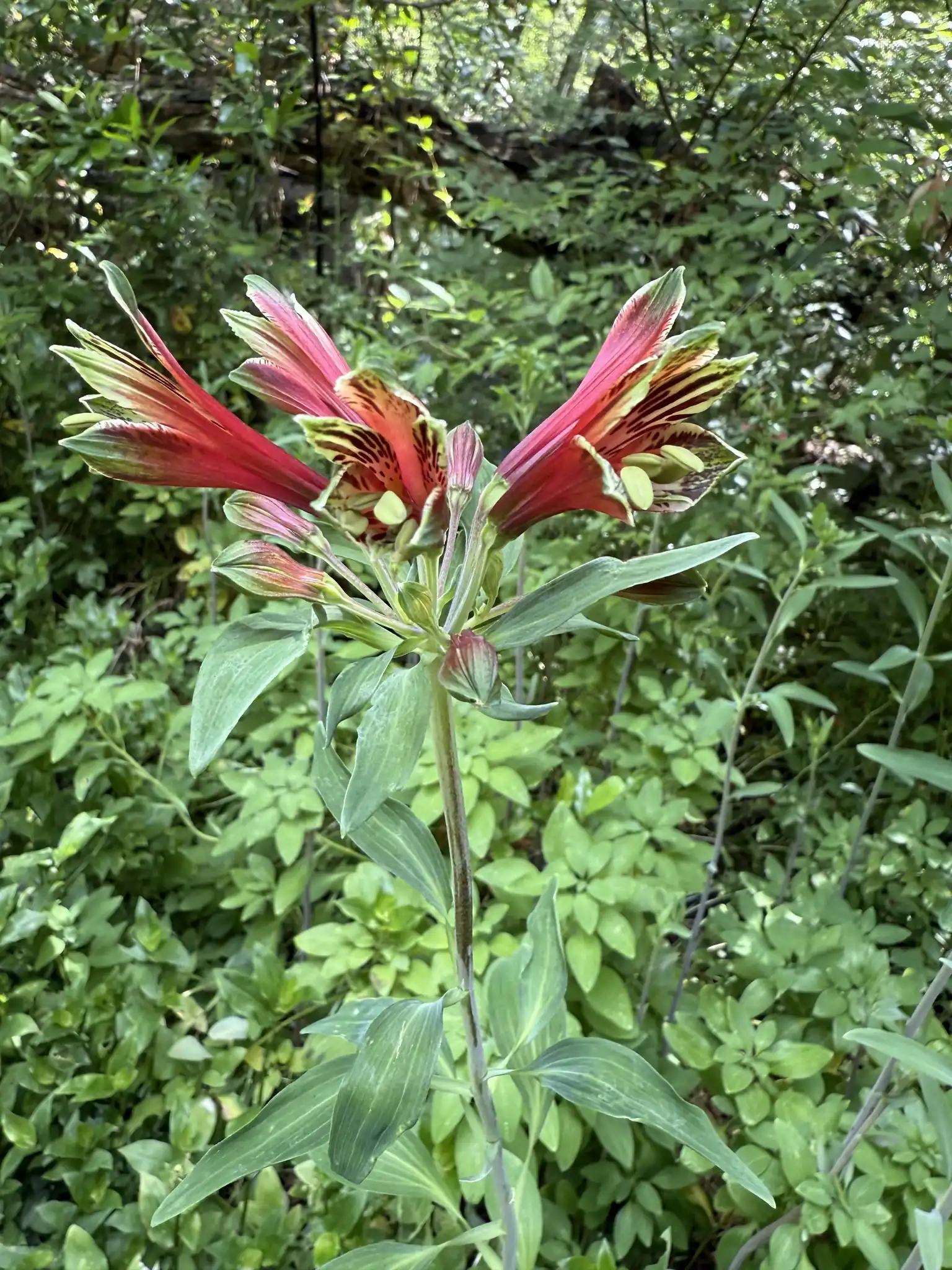 Variegated Peruvian Lily