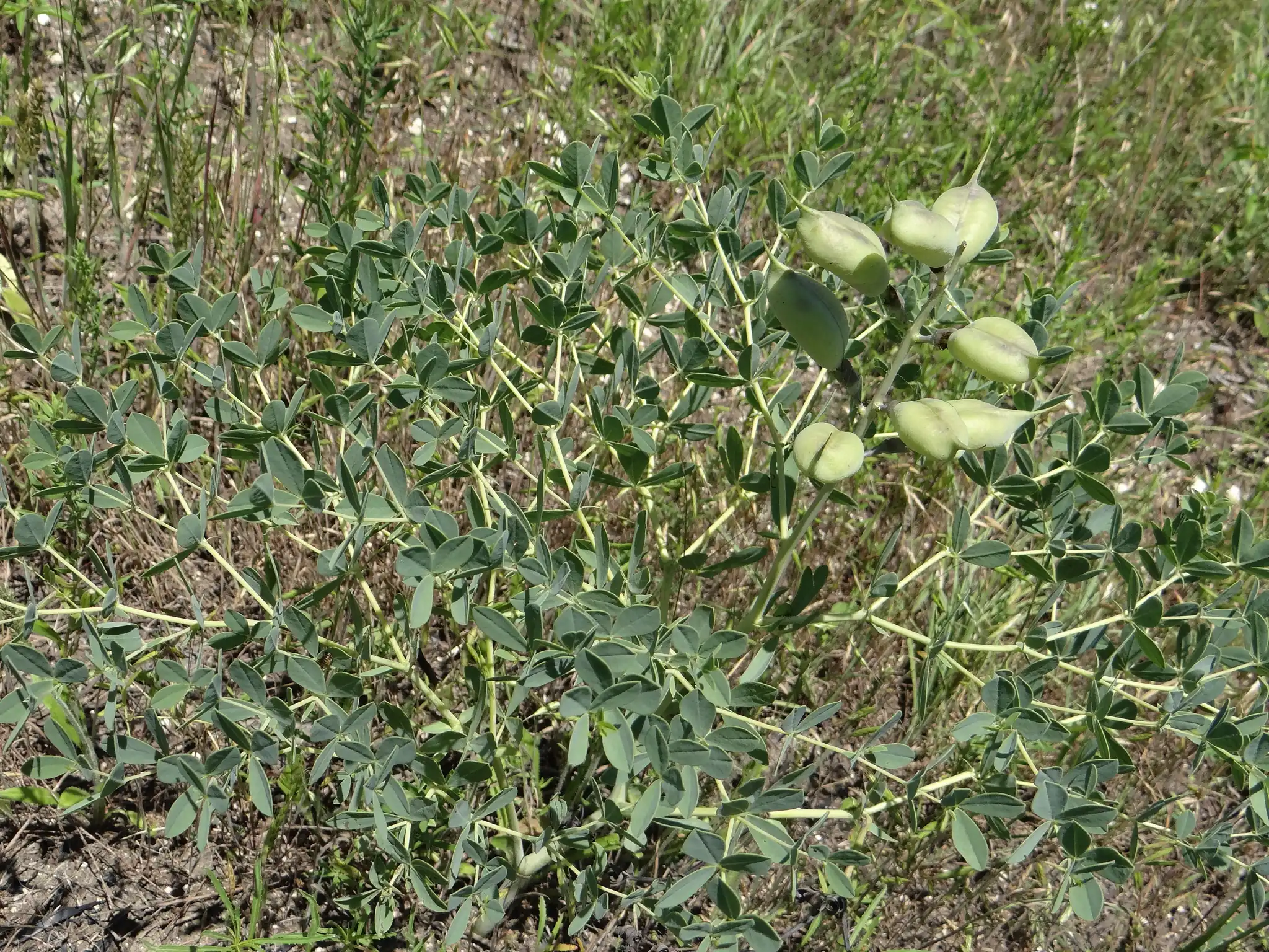 Blue Wild Indigo