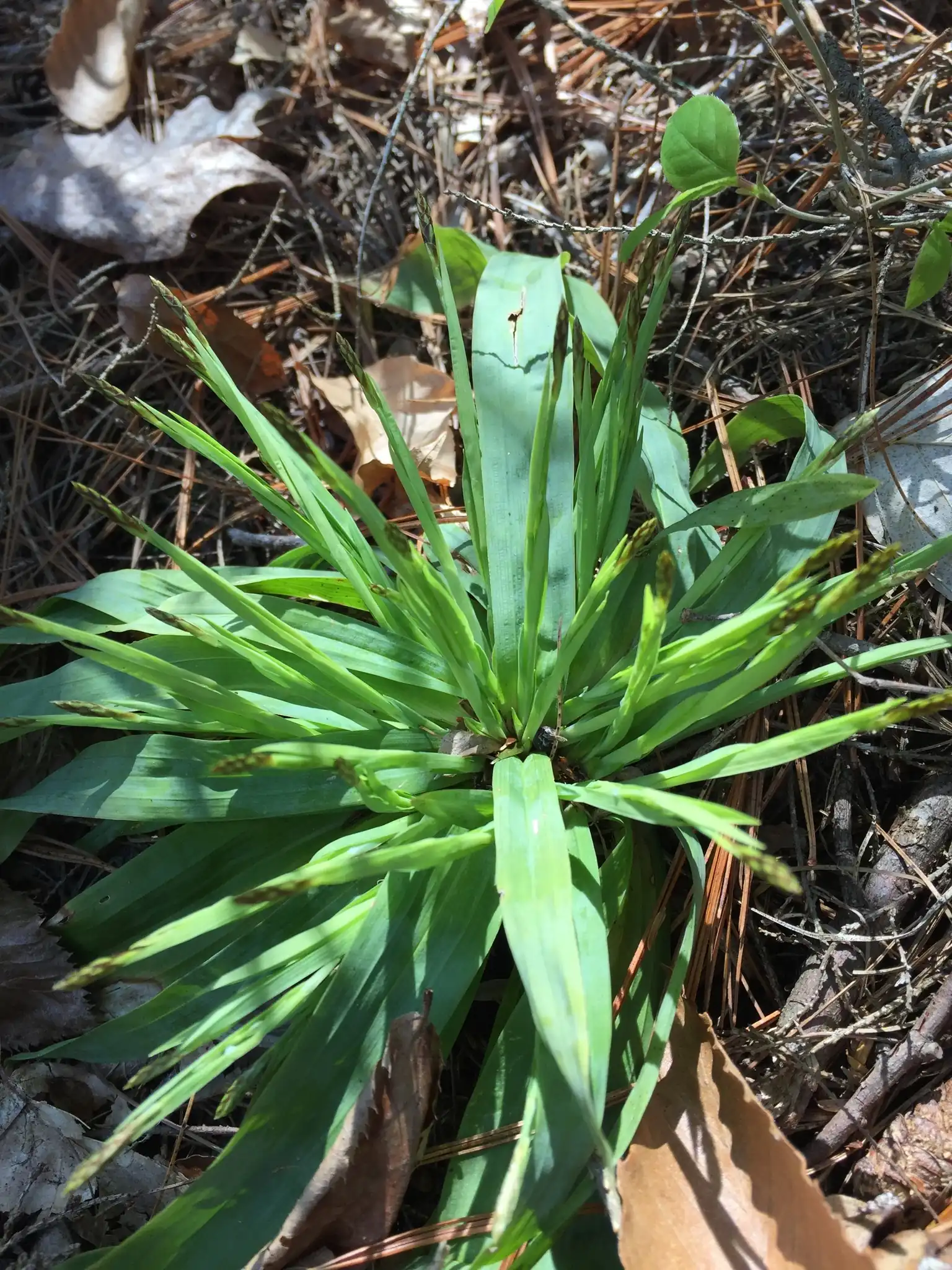 Broadleaf Sedge