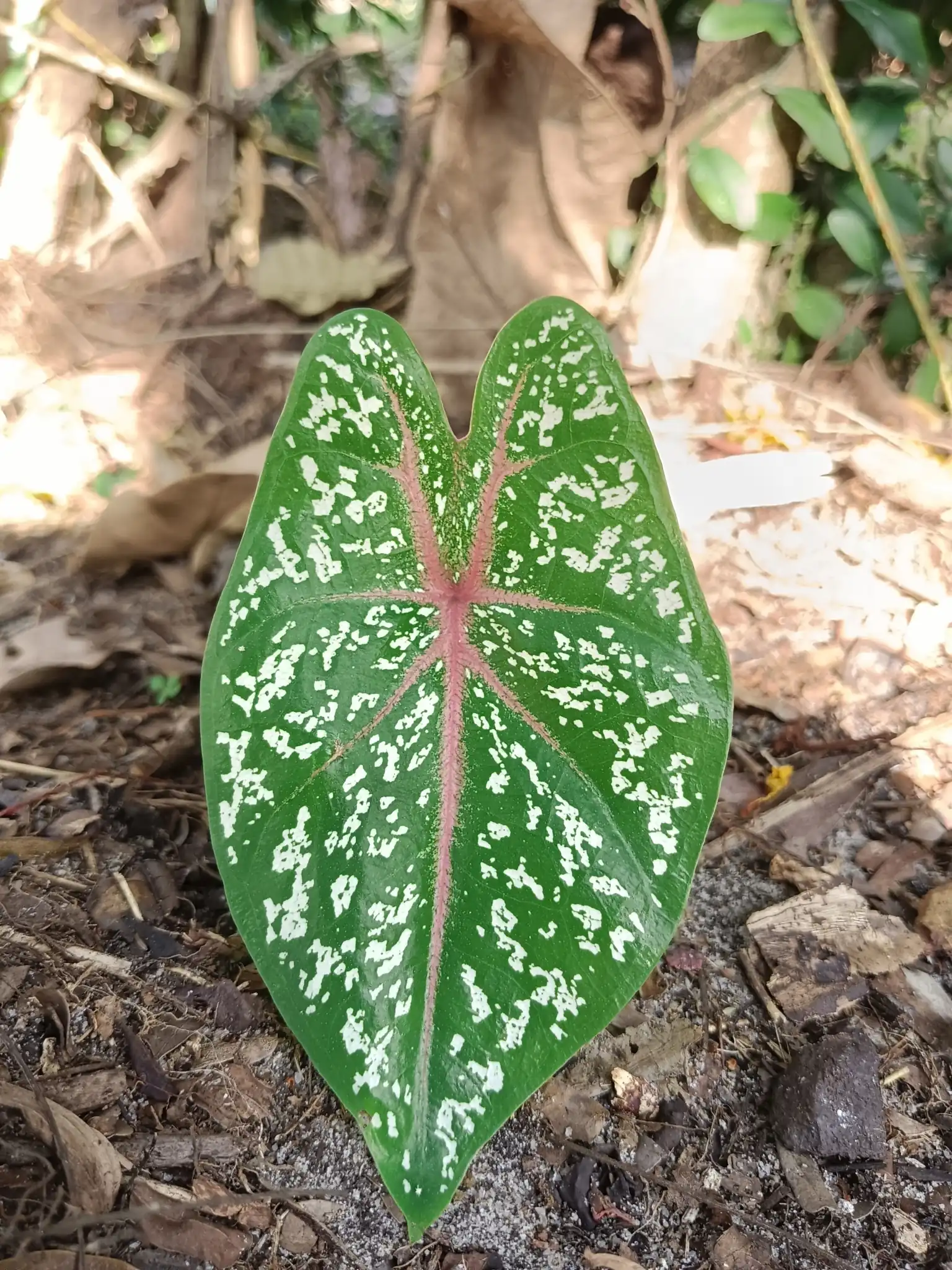 Caladium