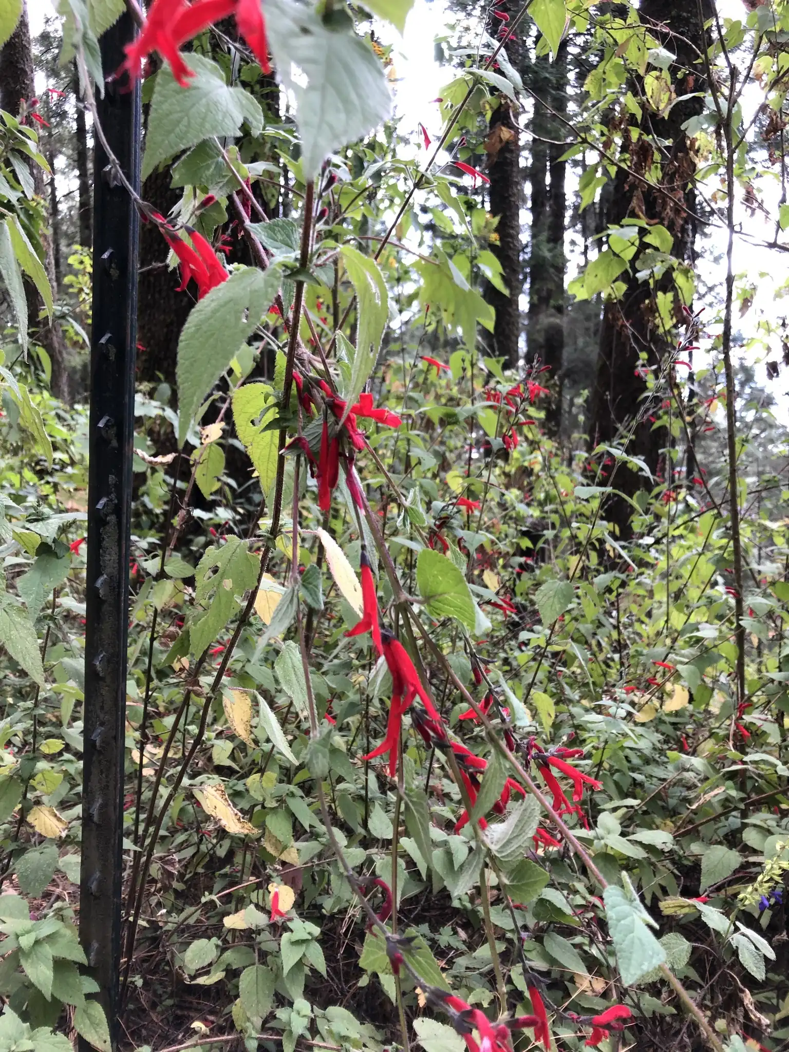 Pineapple Sage