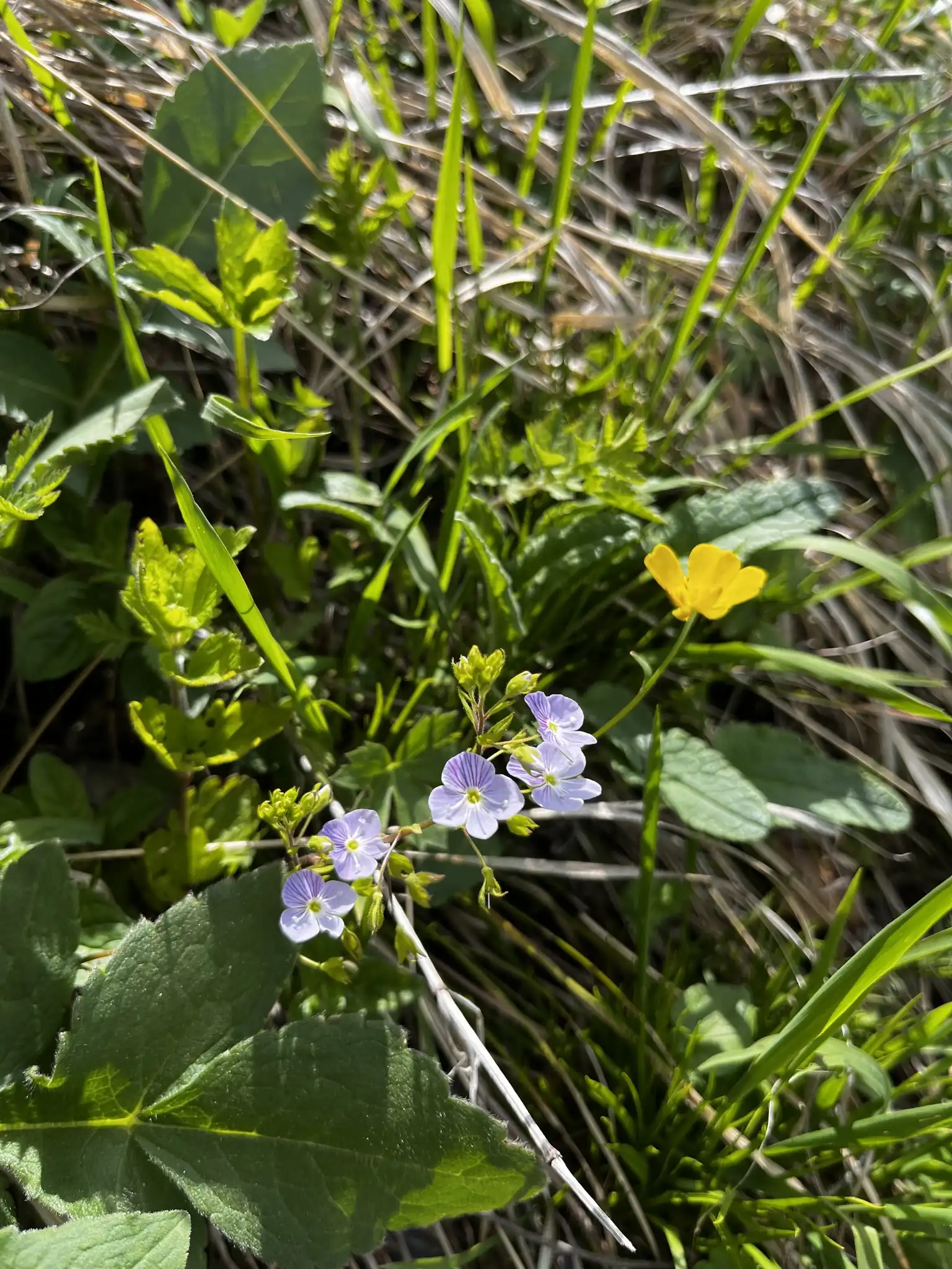 Caucasian Speedwell