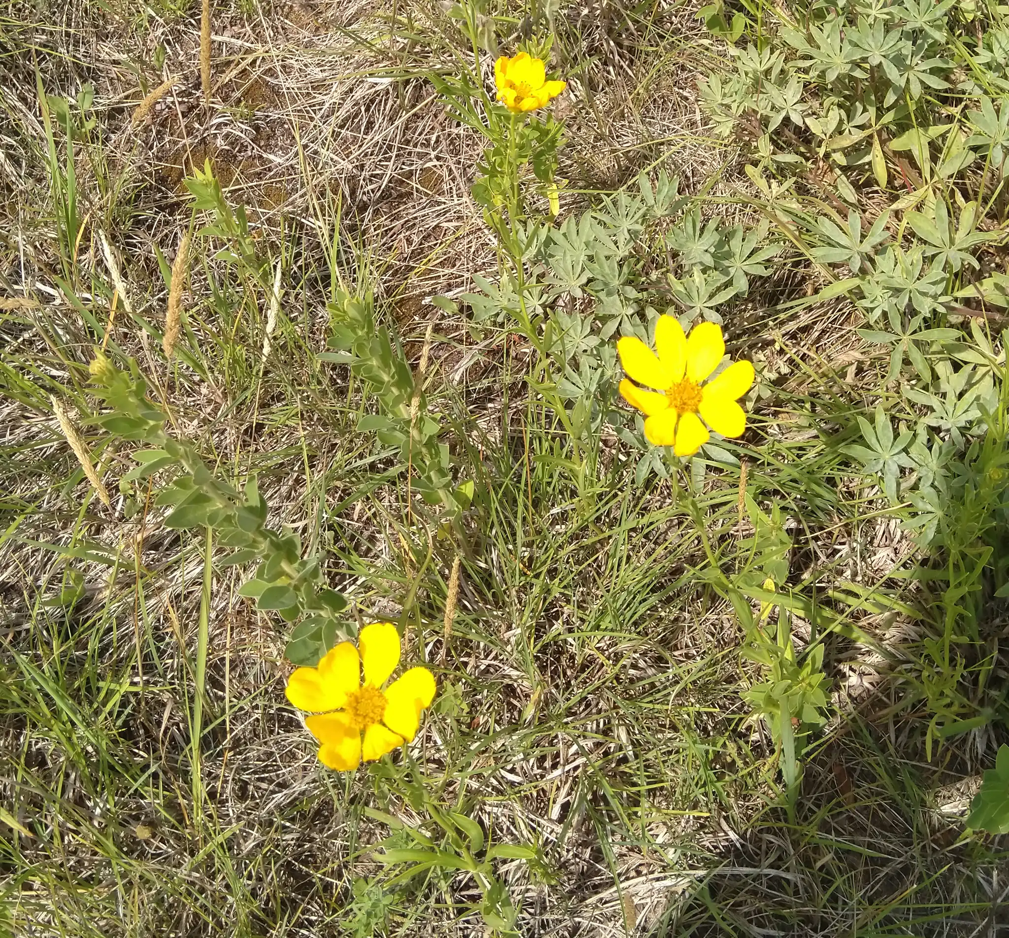 Prairie Coreopsis