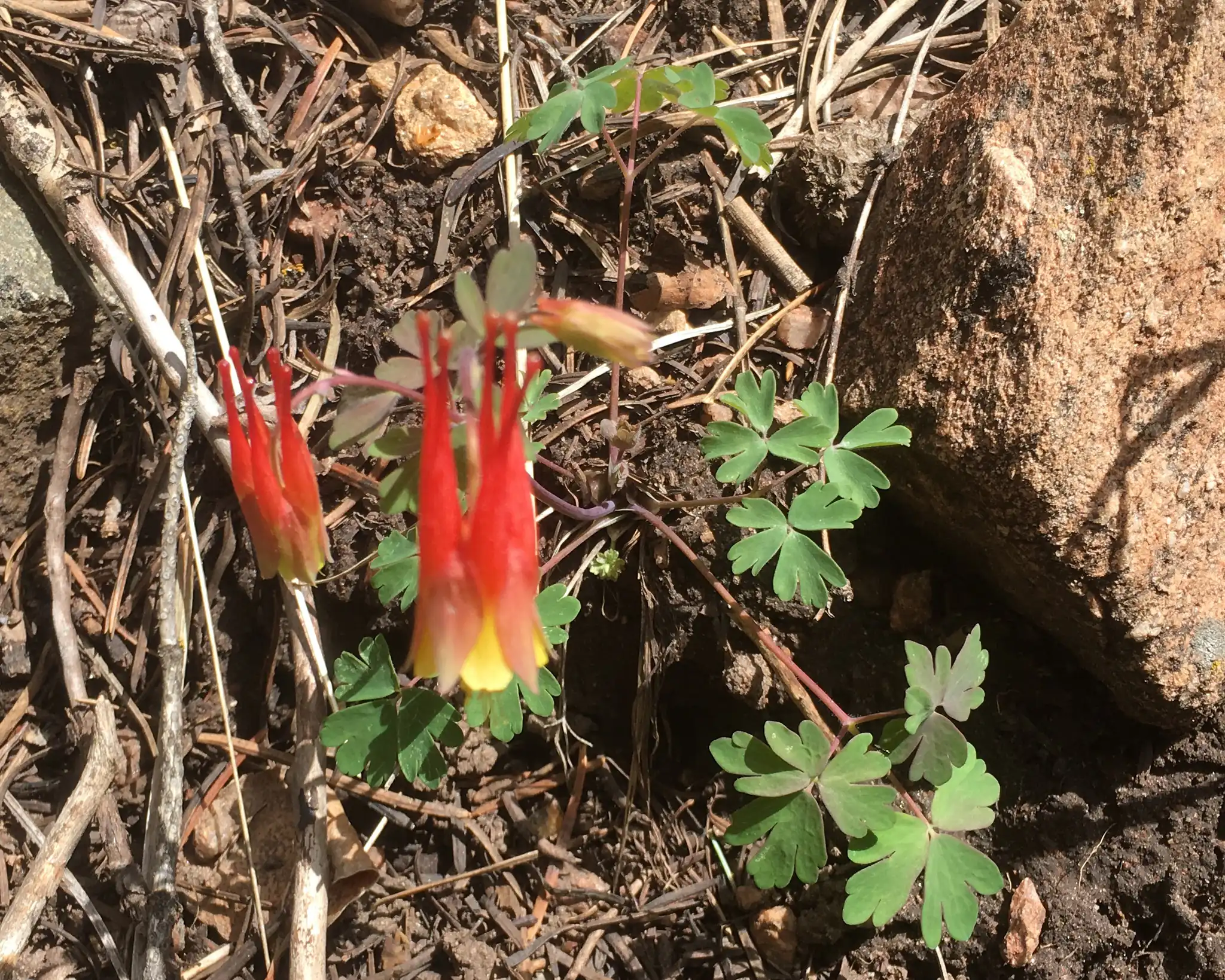 Western Red Columbine