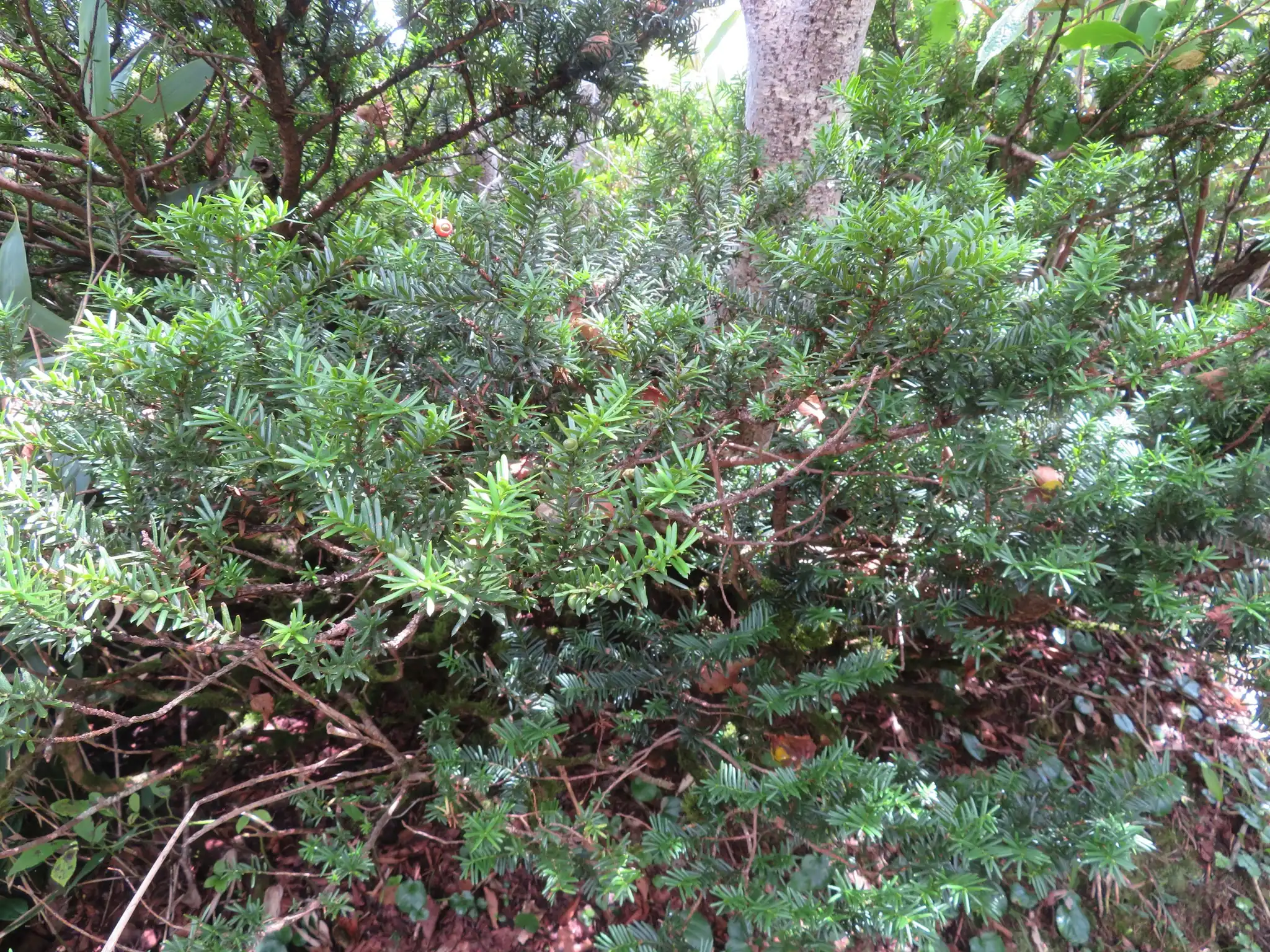 Japanese Yew