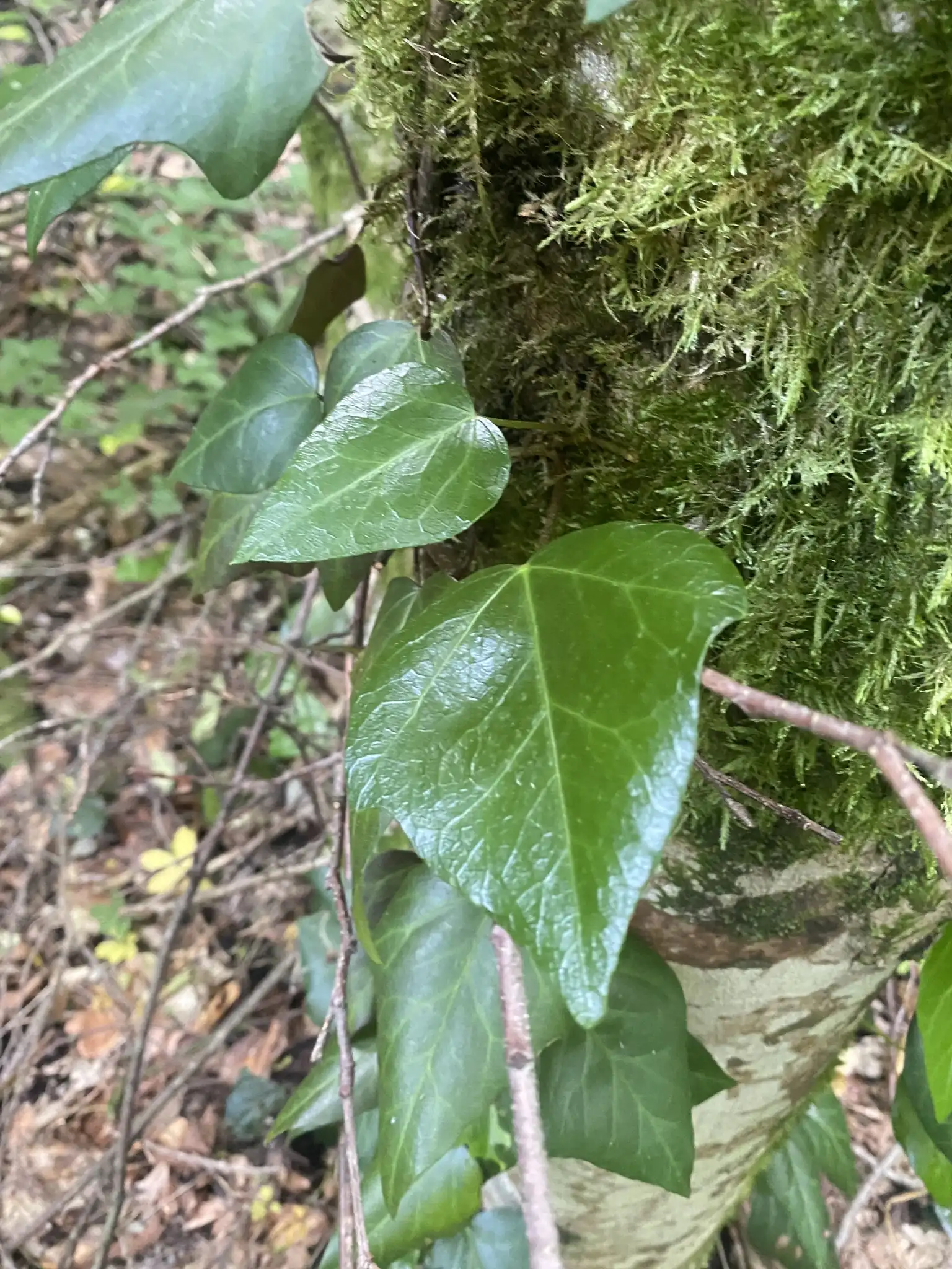 Persian Ivy