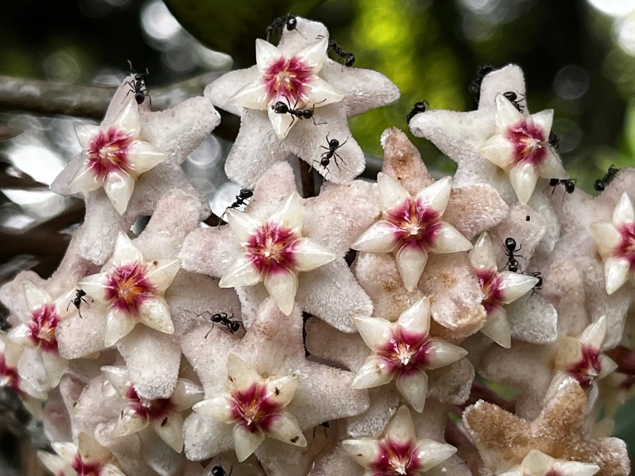 Hoya Wax Plant