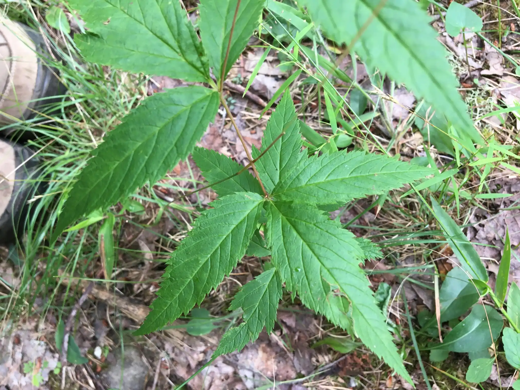 Bowman's root
