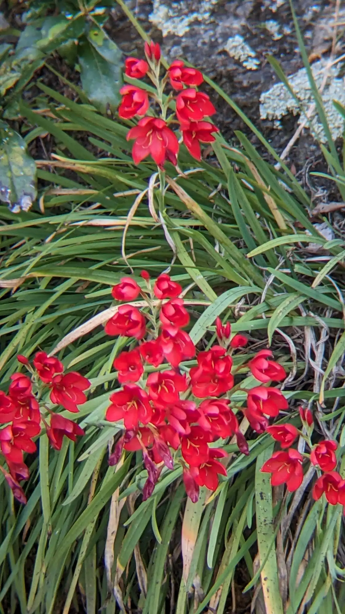 River Lily