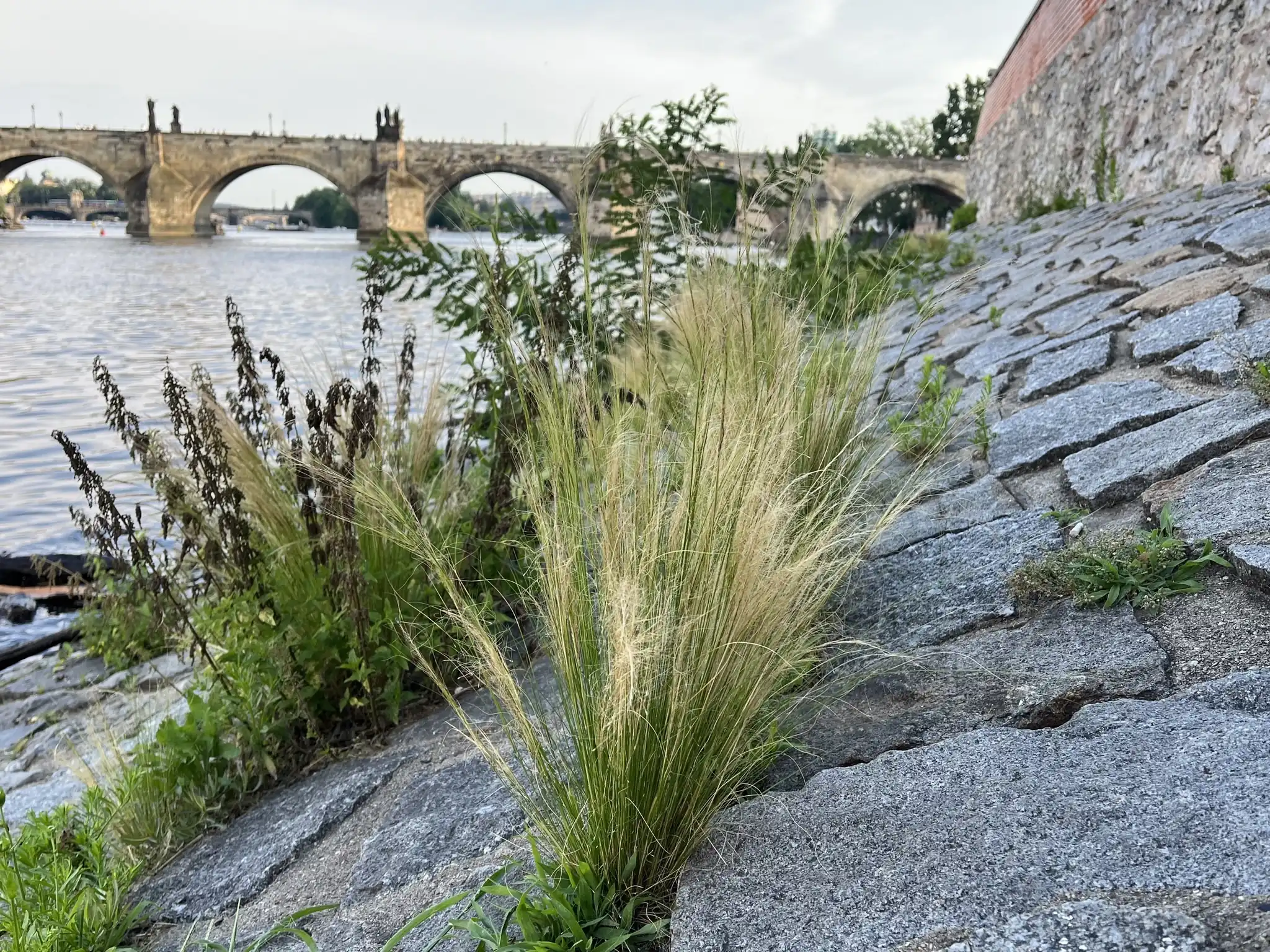 Mexican feather grass