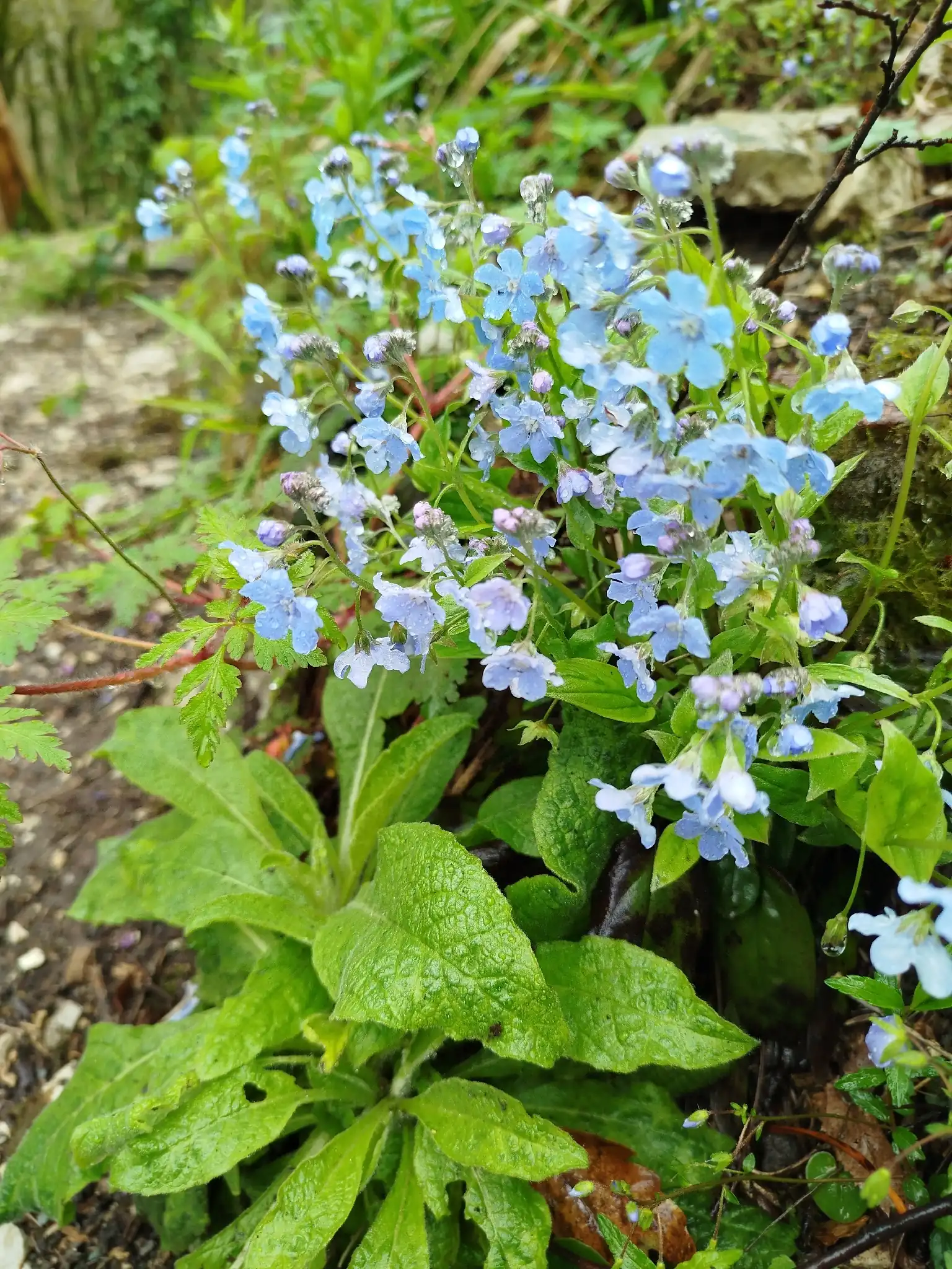 Navelwort