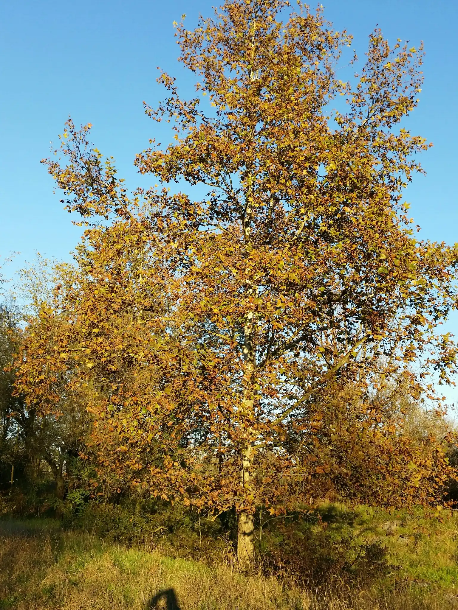 London Plane