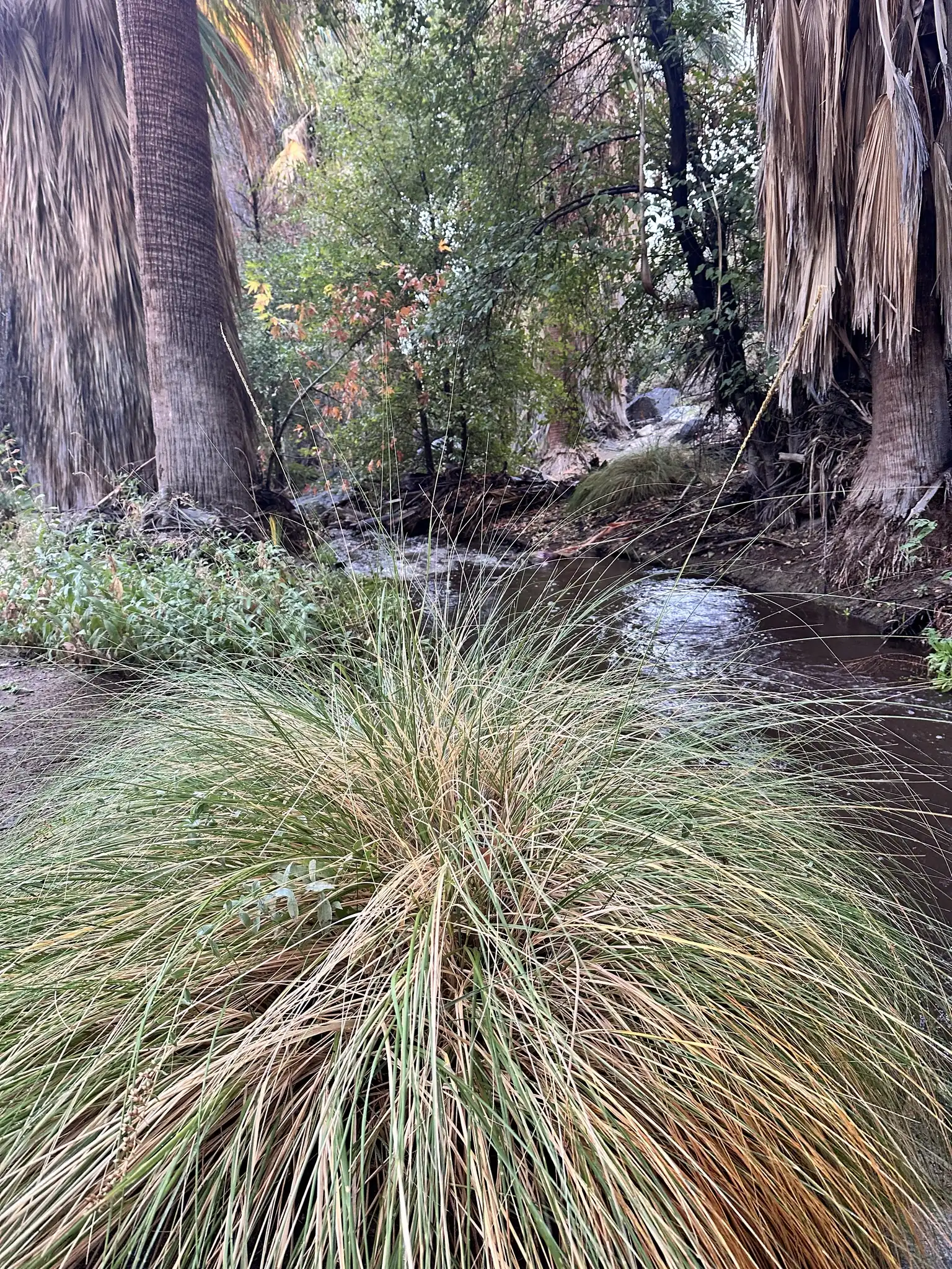 Deergrass
