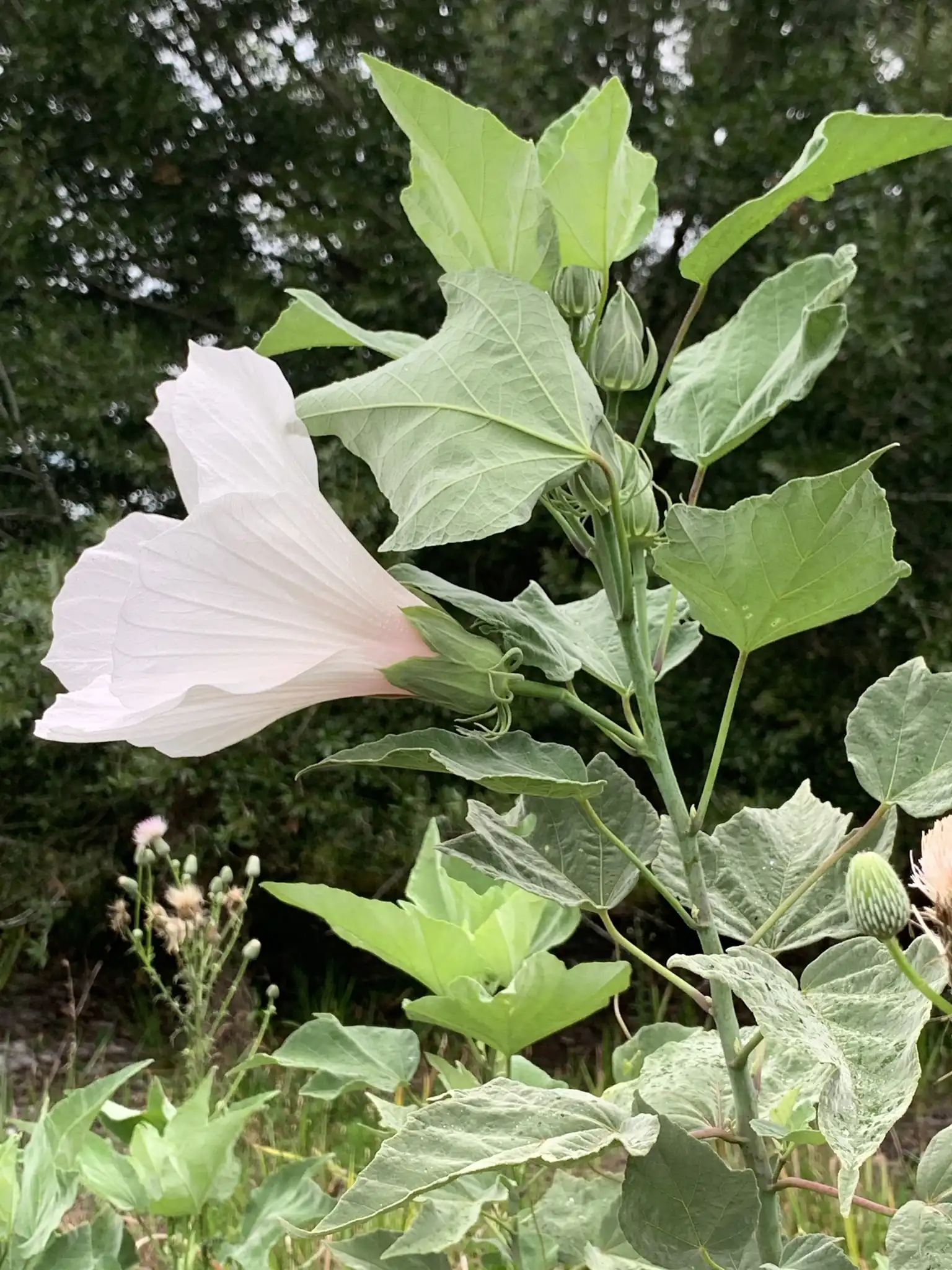 Swamp Rose-Mallow