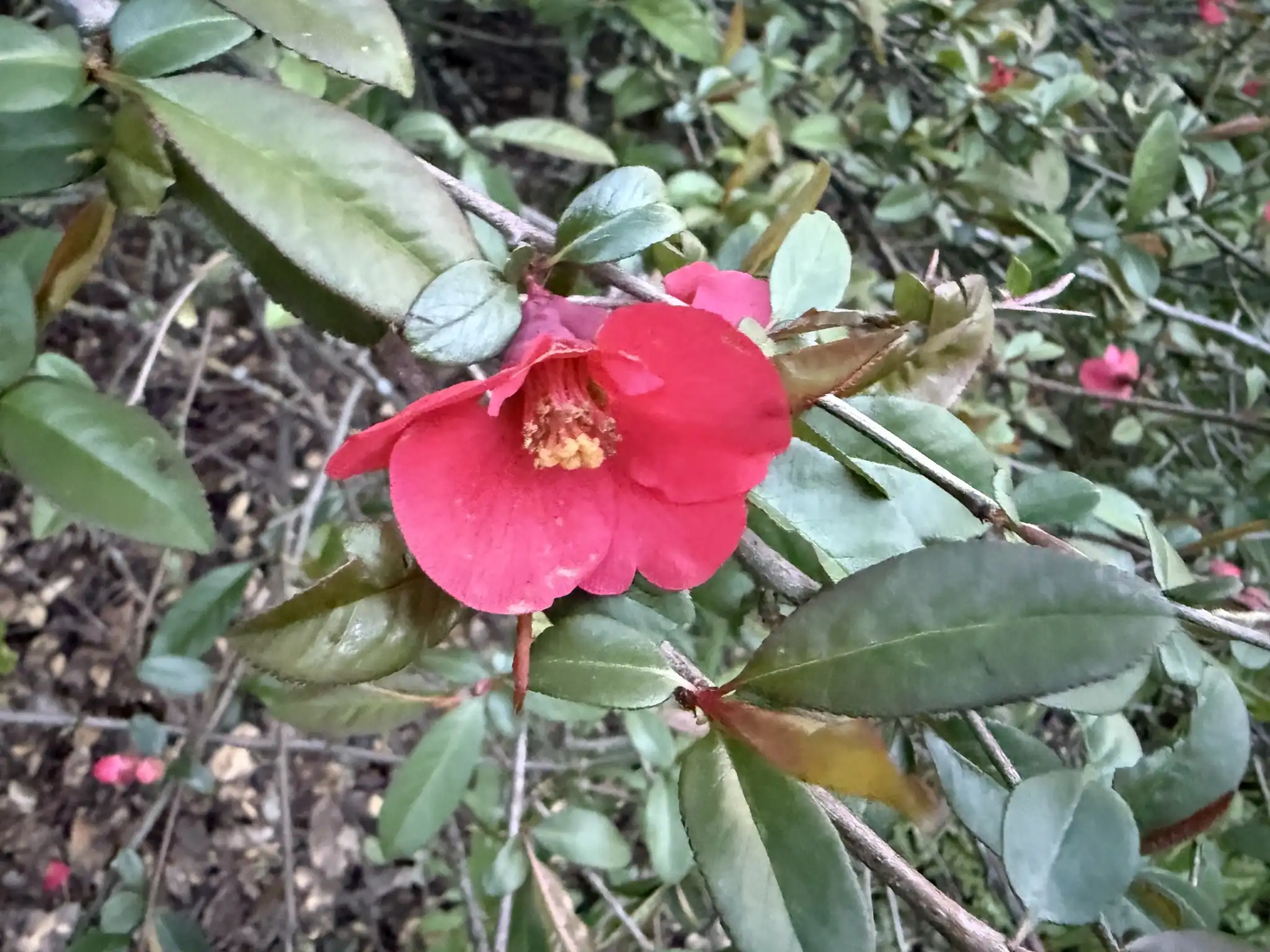 Flowering Quince