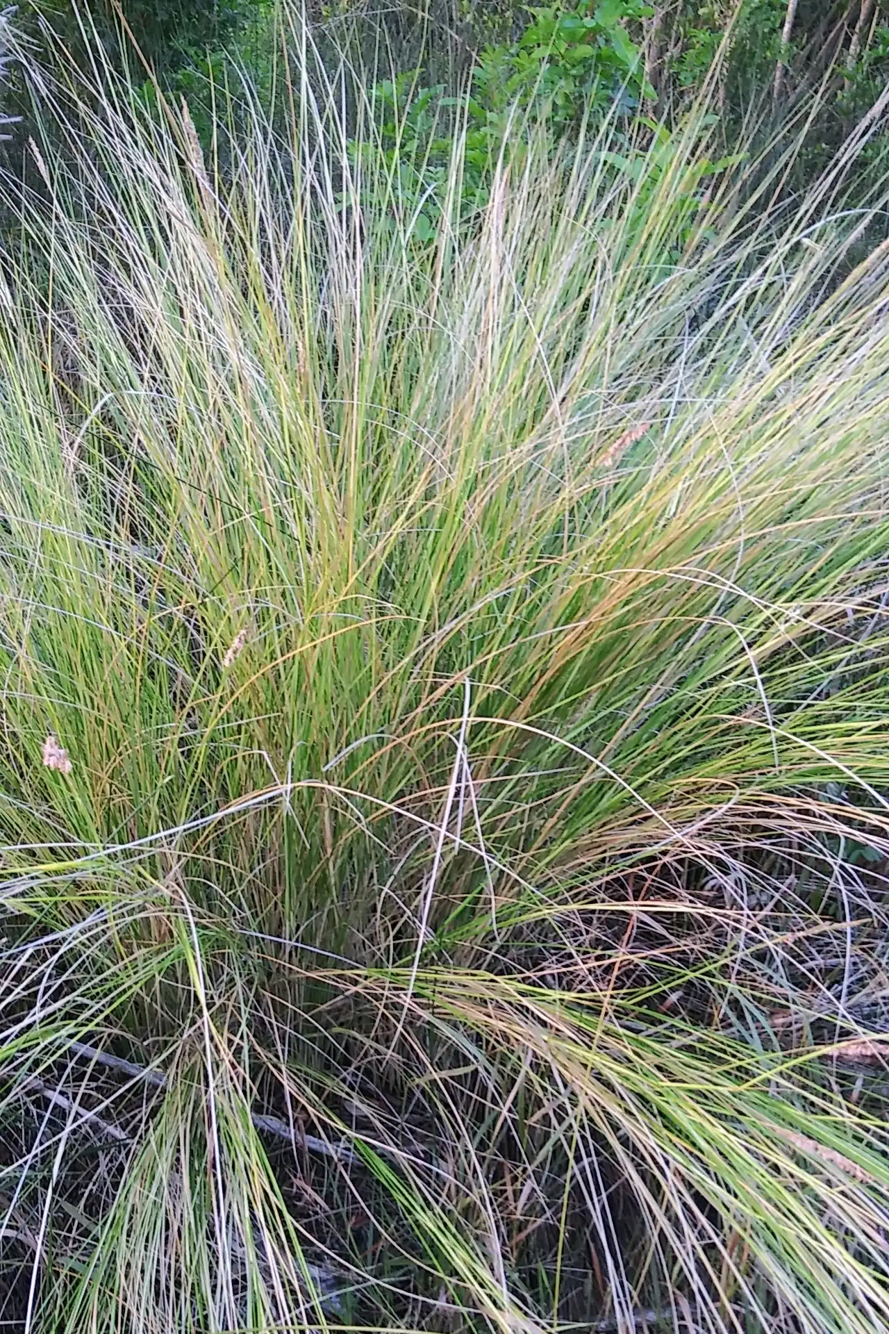 Baker's Spartina