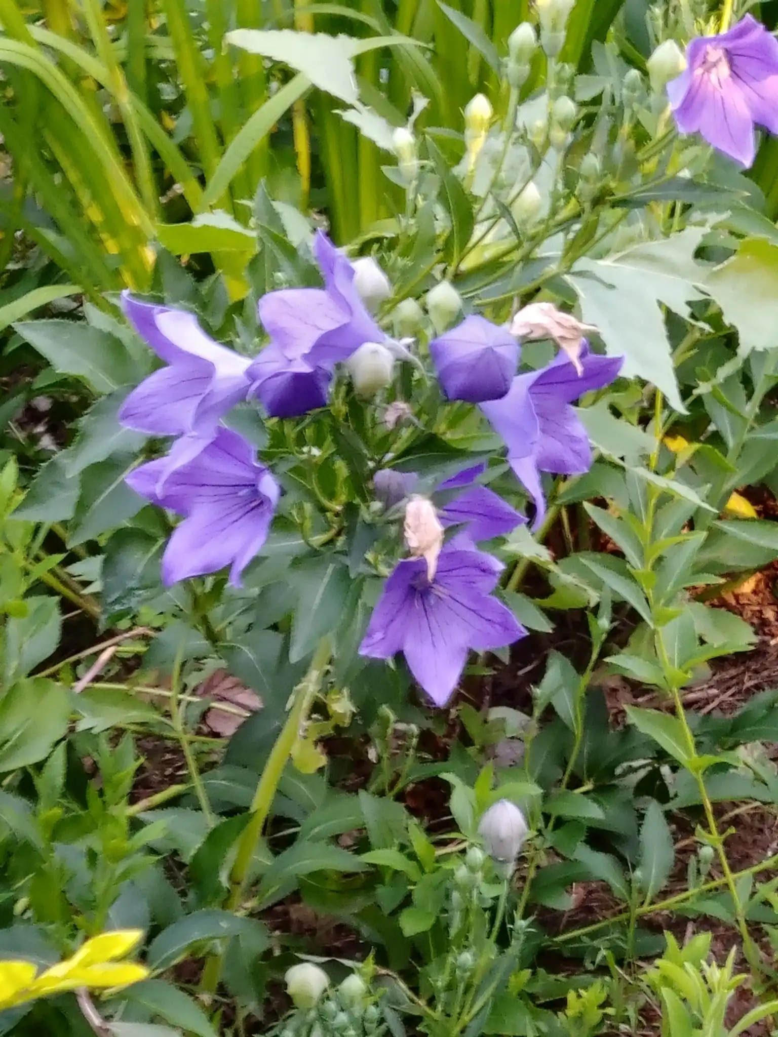 Balloon Flower