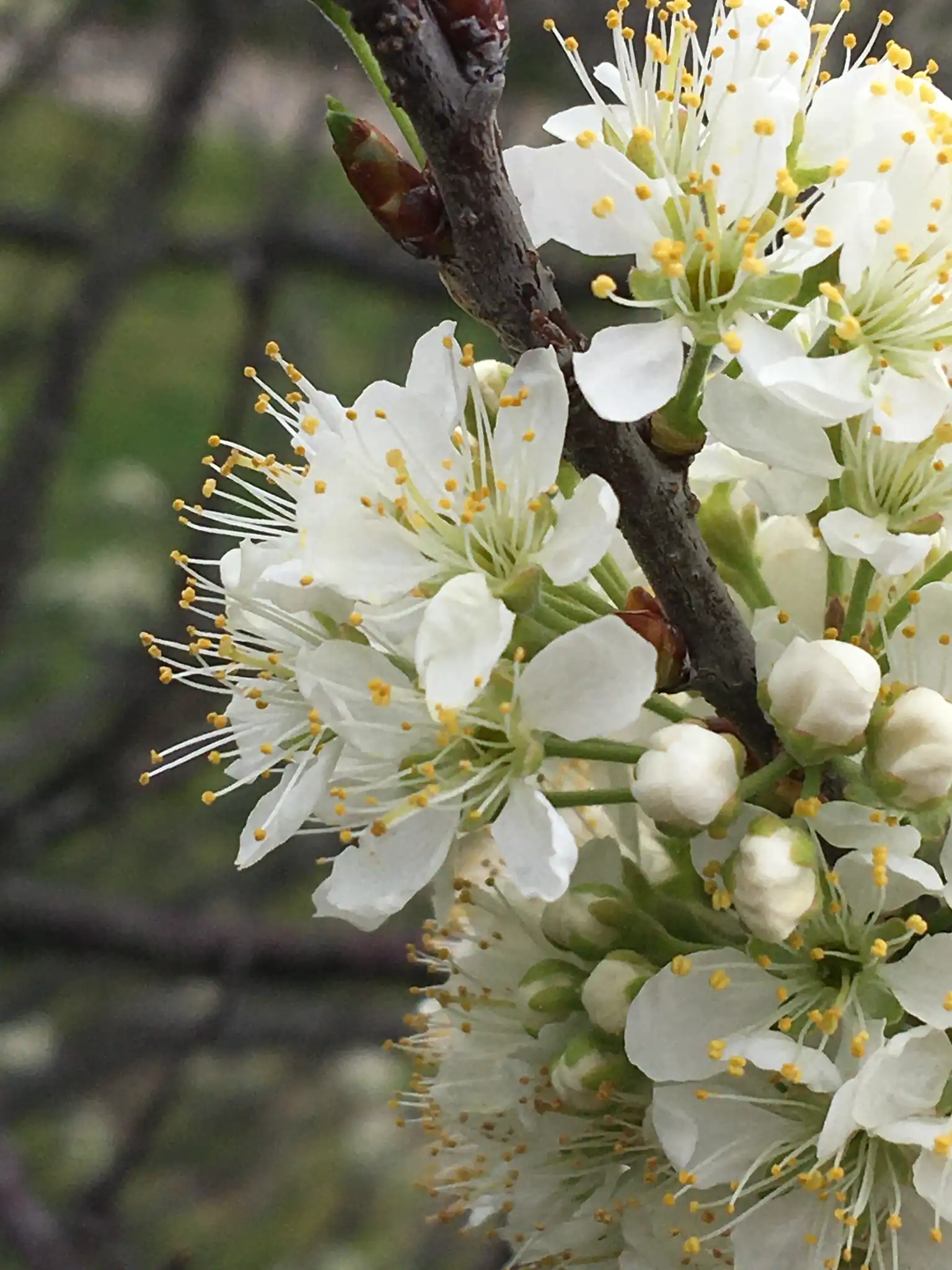 Beach Plum