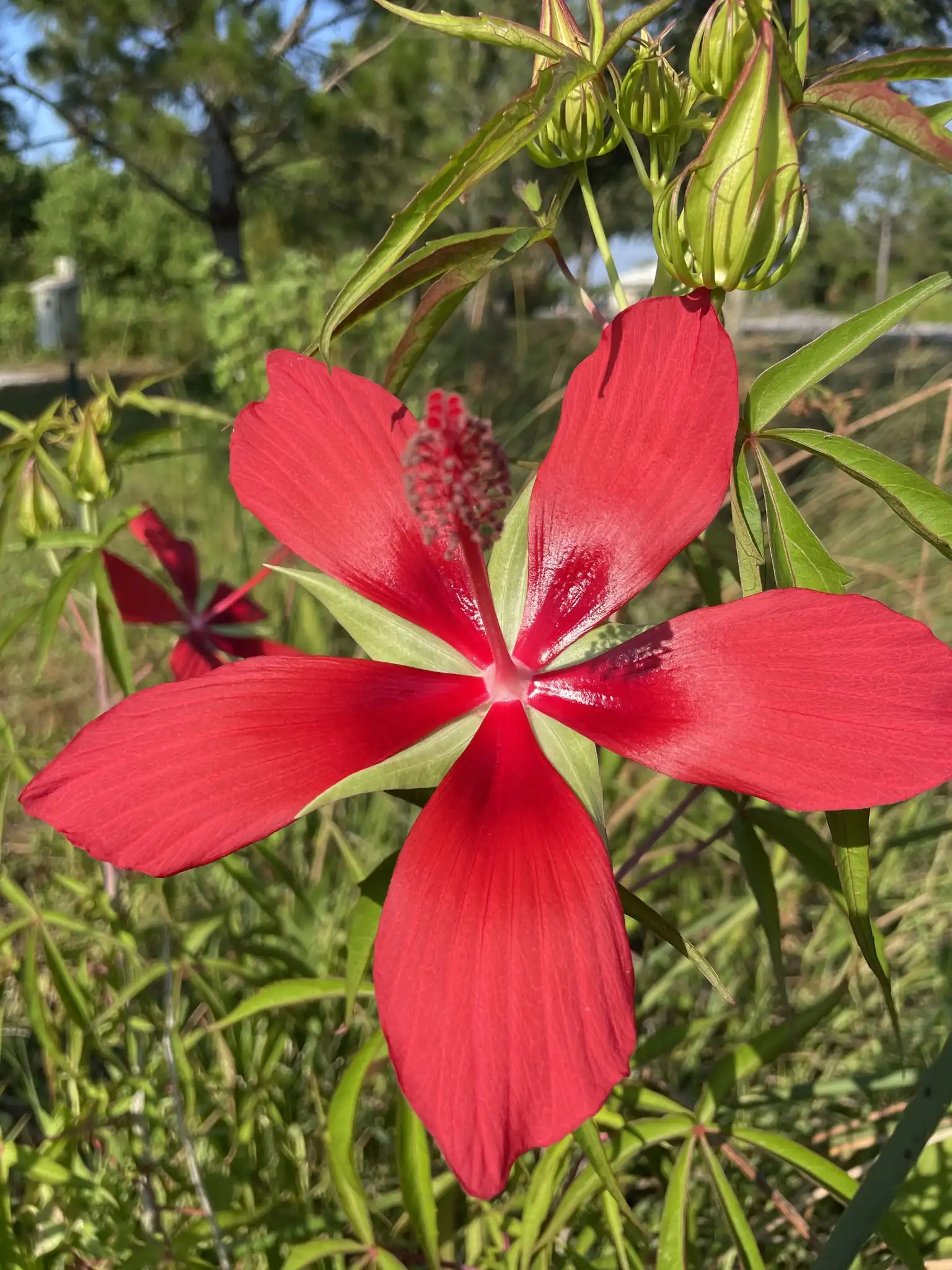 Scarlet Hibiscus Swamp Hibiscus