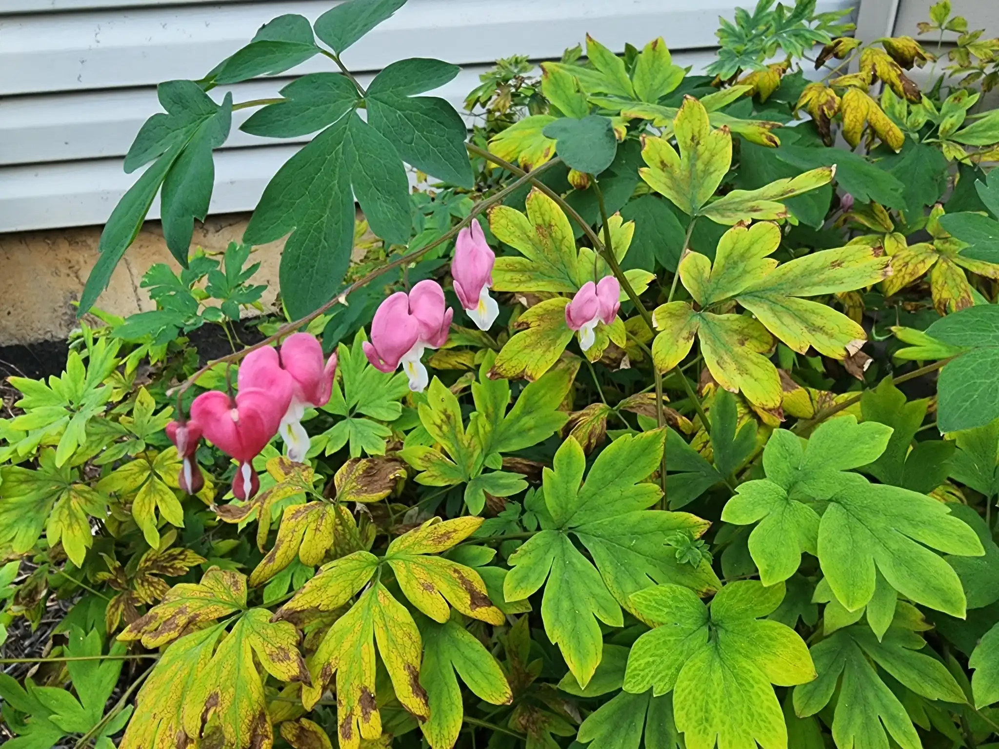 Bleeding Heart
