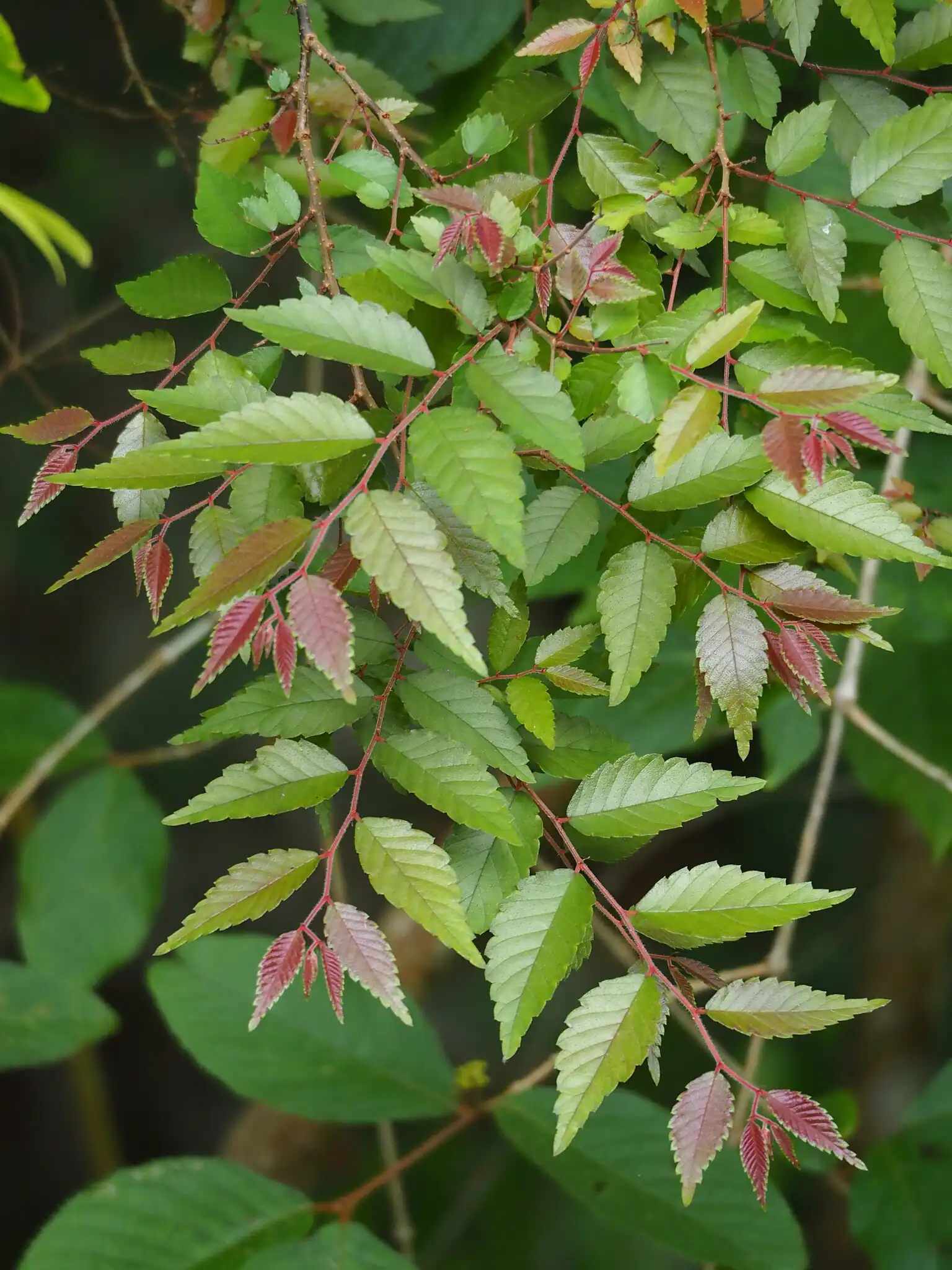 Japanese Zelkova