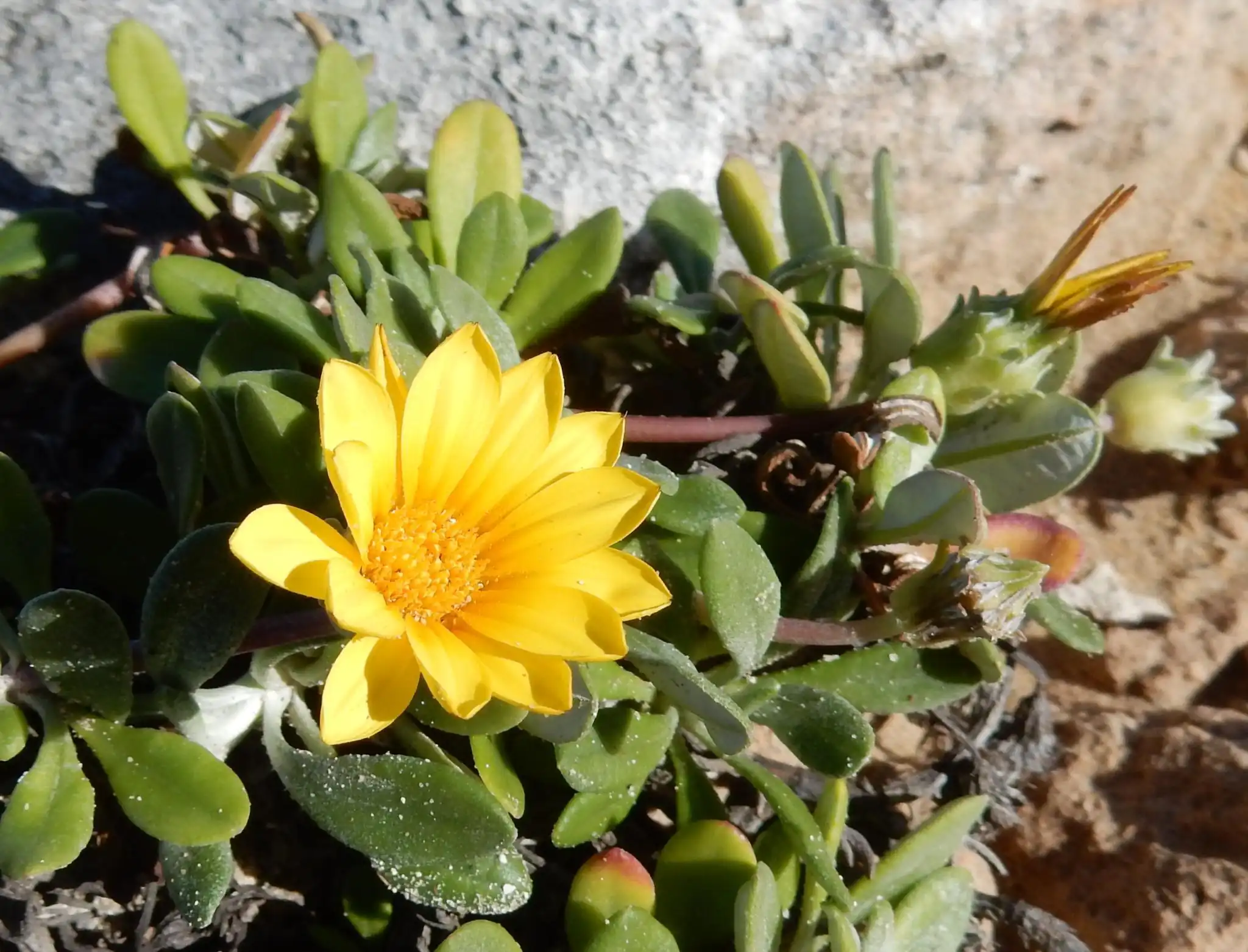 Treasure Flower