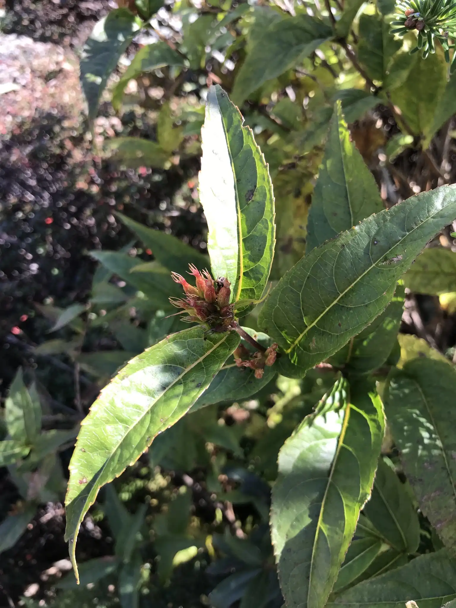 Bush Honeysuckle
