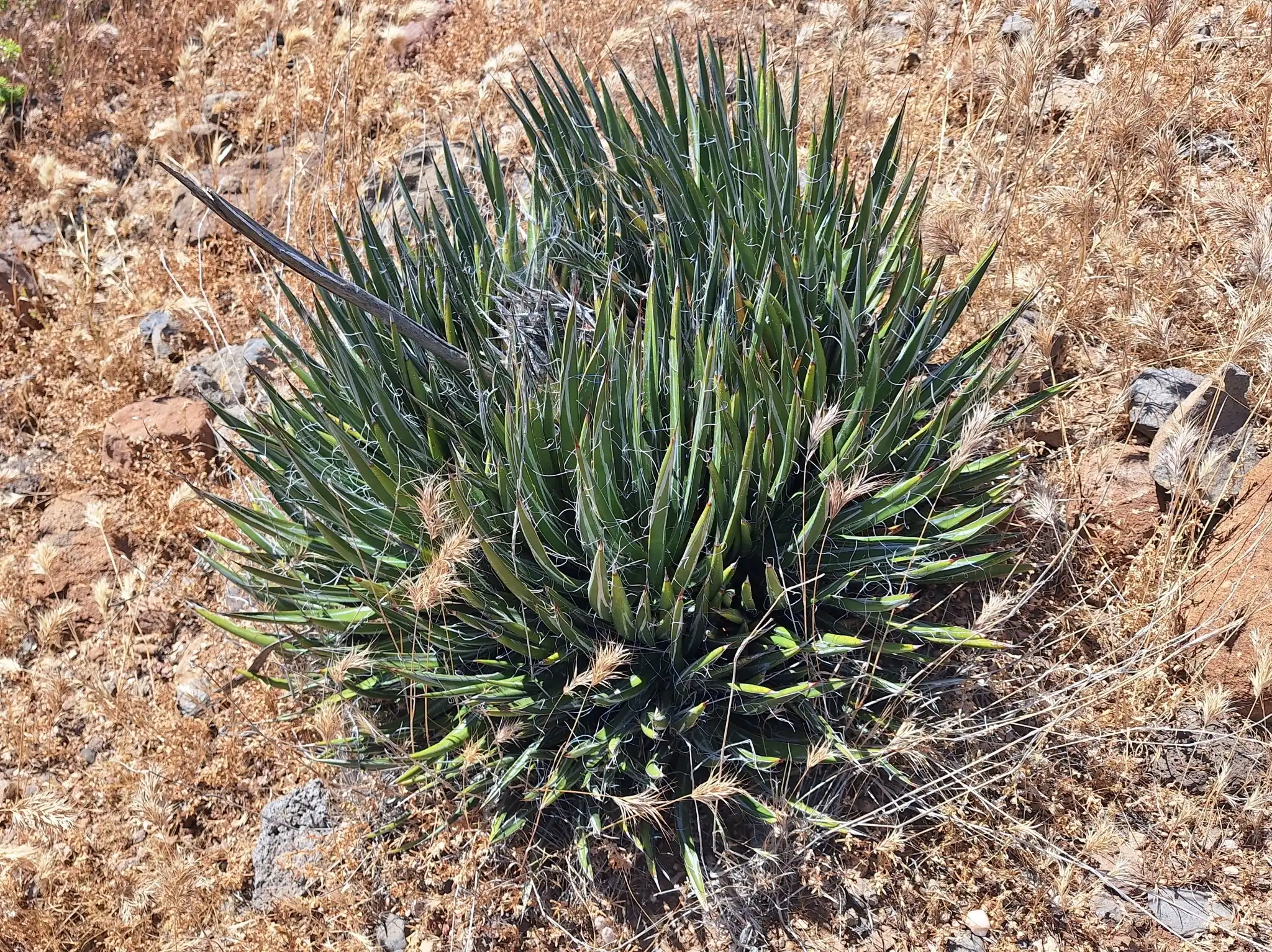 Toumey's Agave