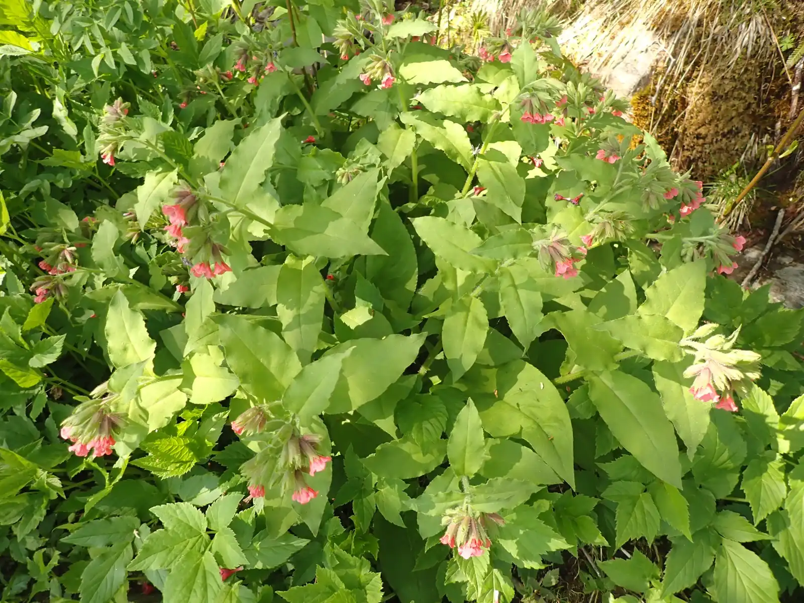 Lungwort
