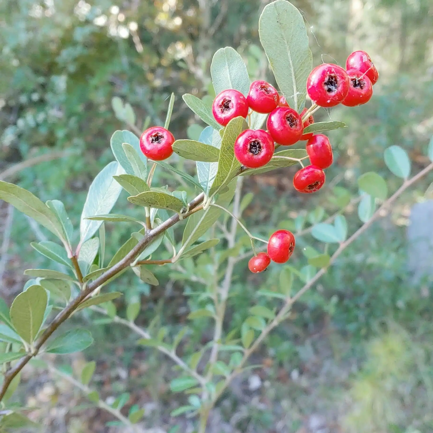 Pyracantha