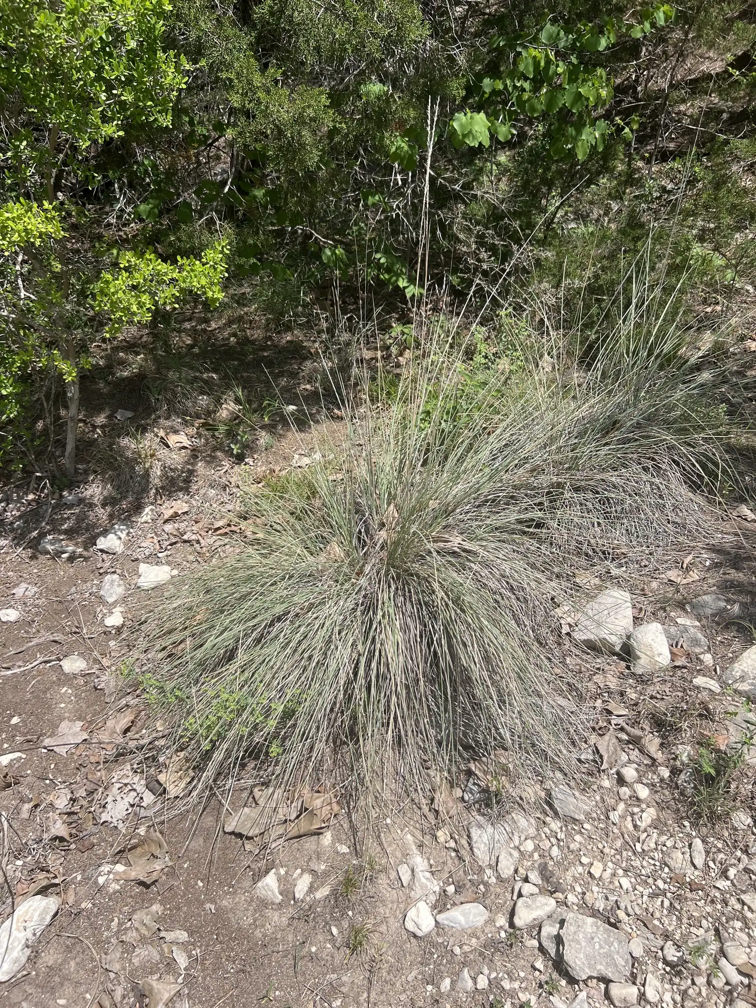 Lindheimer's Muhly