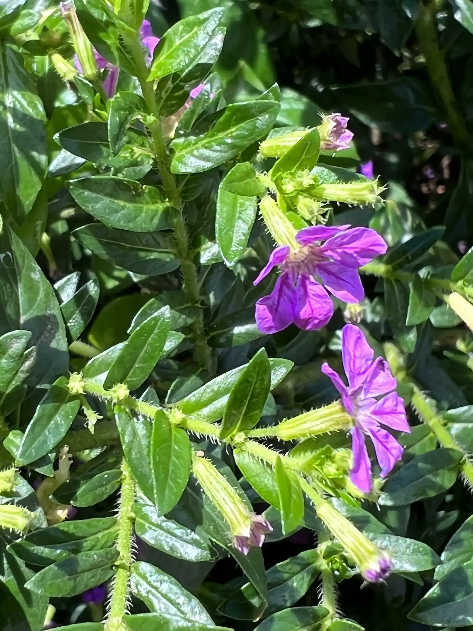 Mexican Heather