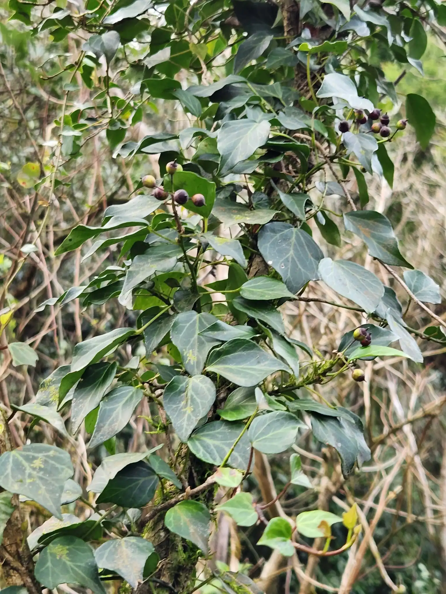Japanese Ivy