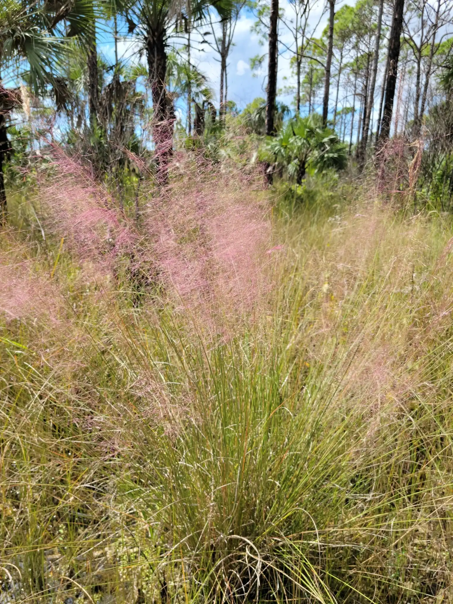 Sweetgrass, Dune Hairgrass