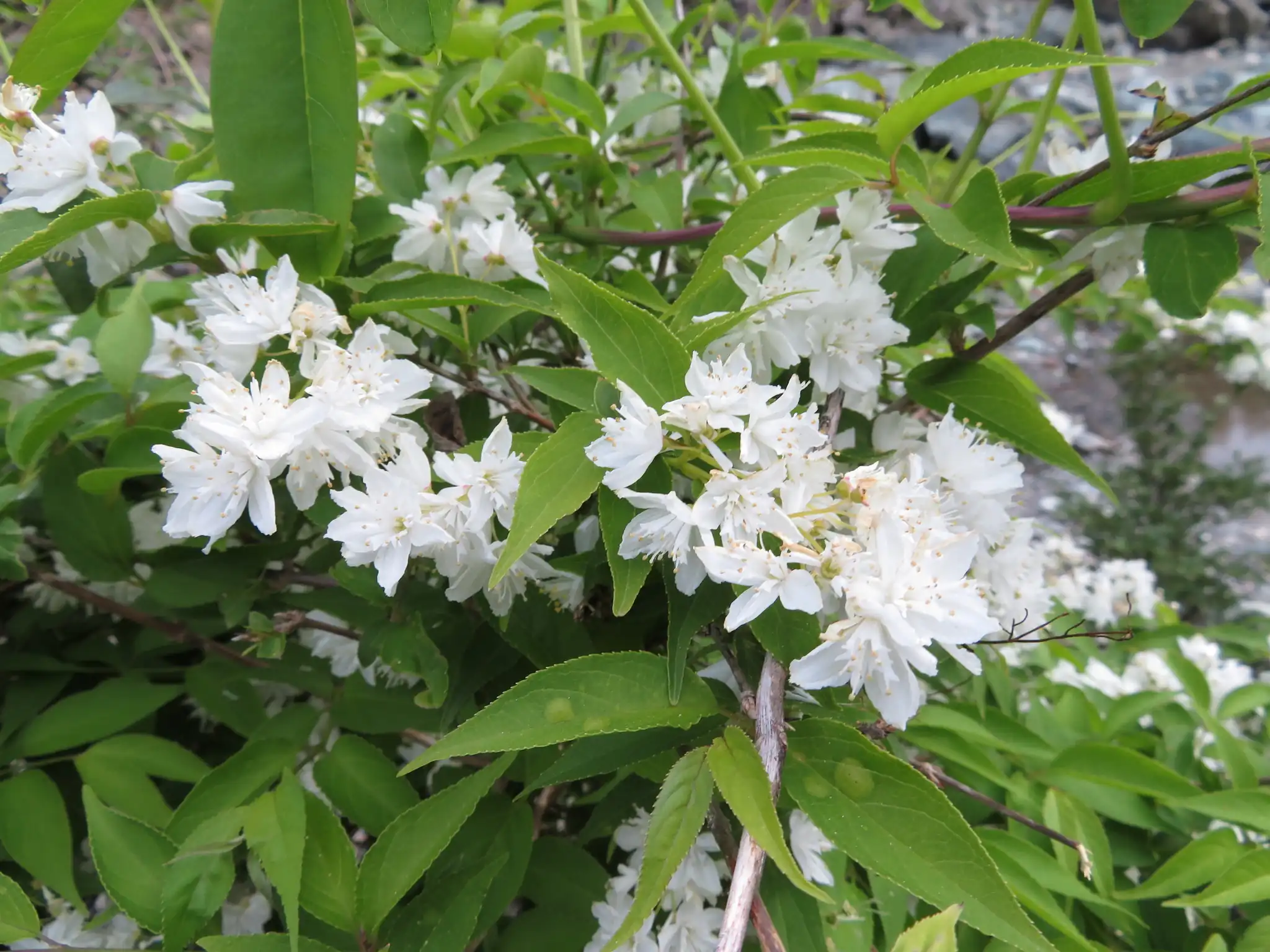 Slender Deutzia