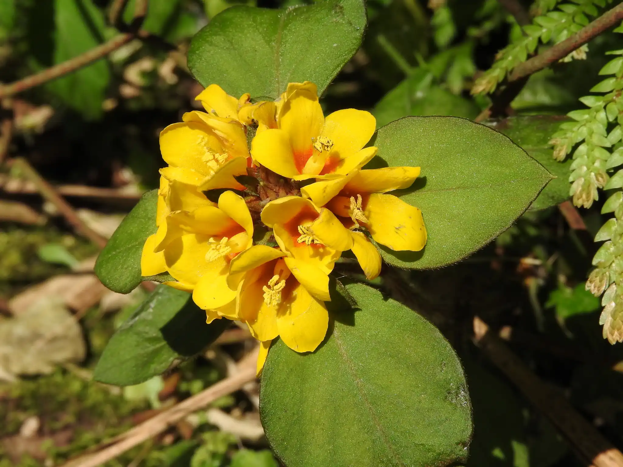Golden Globes Loosestrife