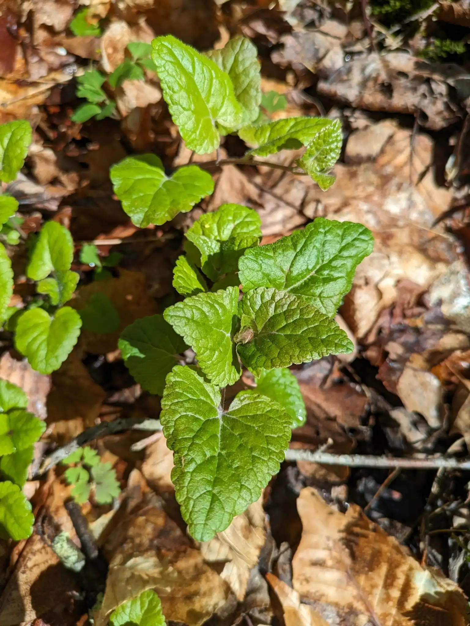 Meehan's Mint