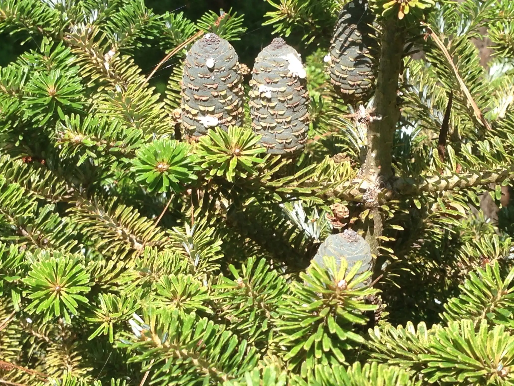 Korean Fir