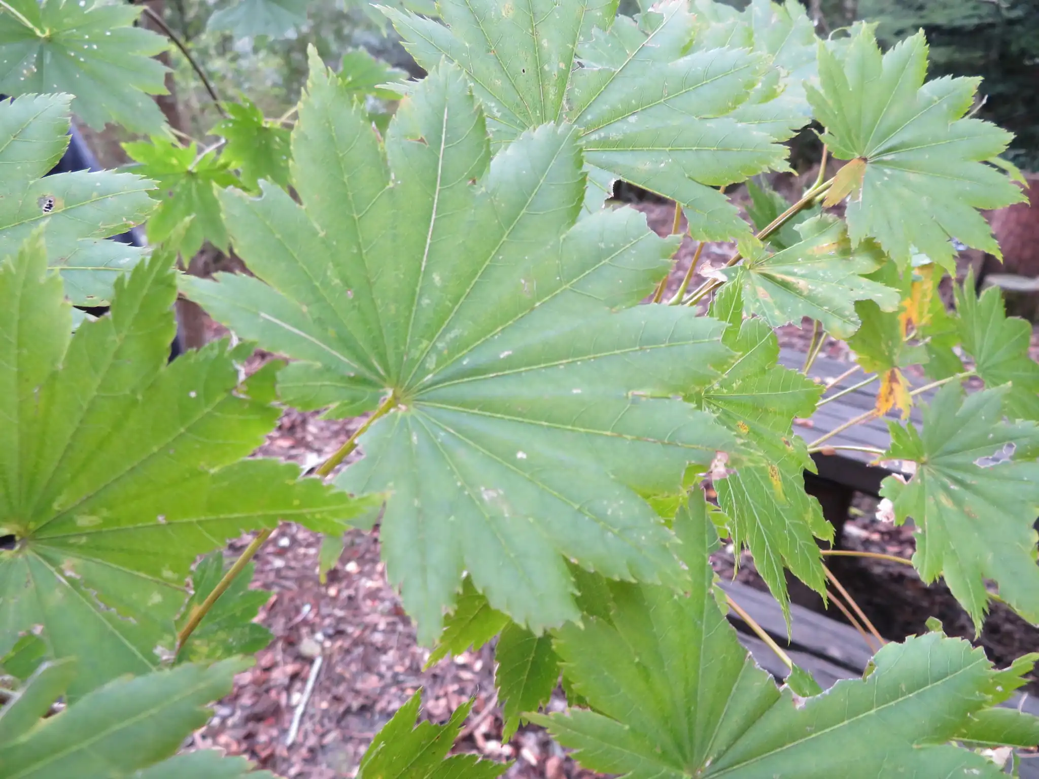 Fullmoon Maple