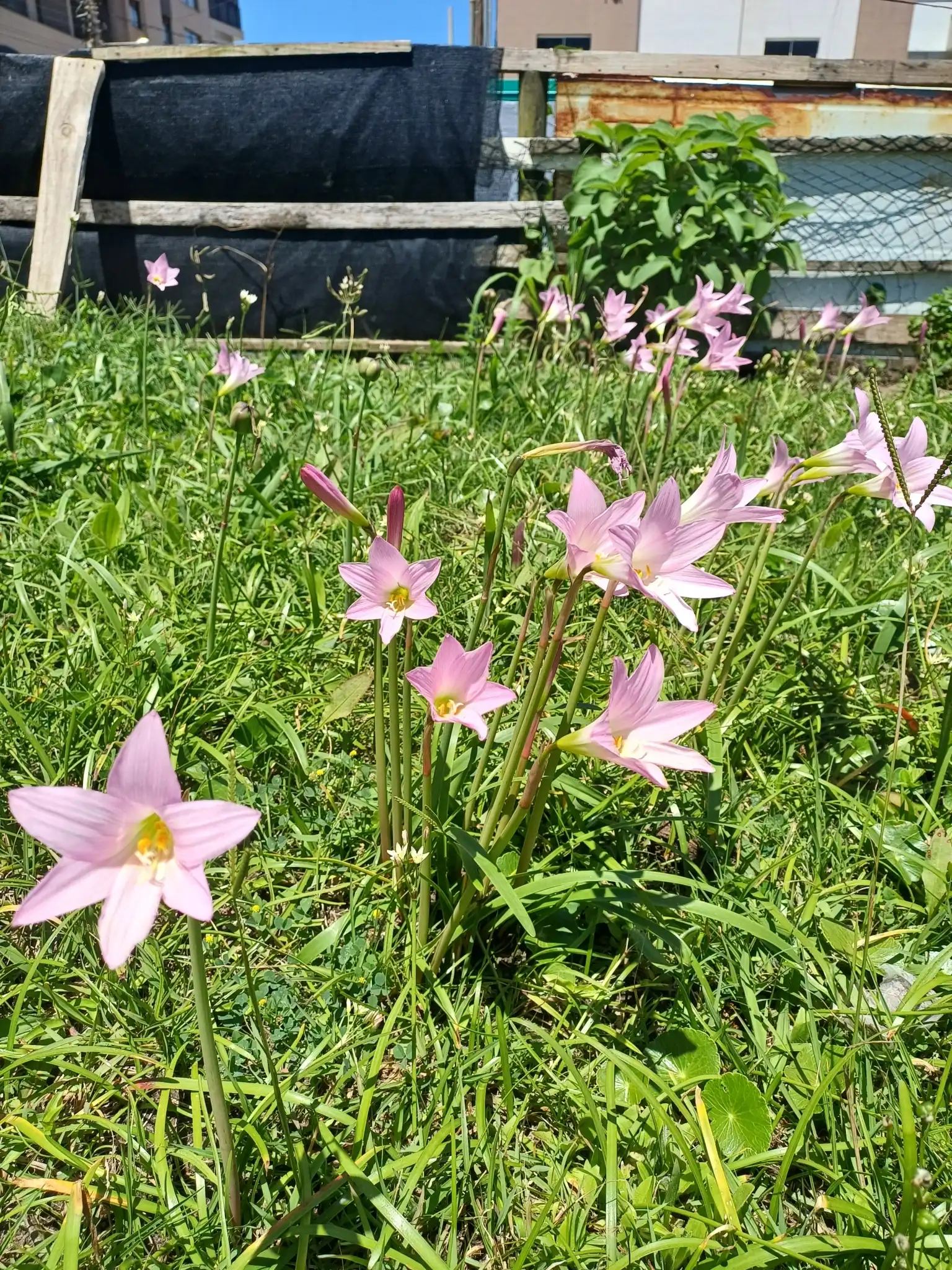 Pink Rain Lily