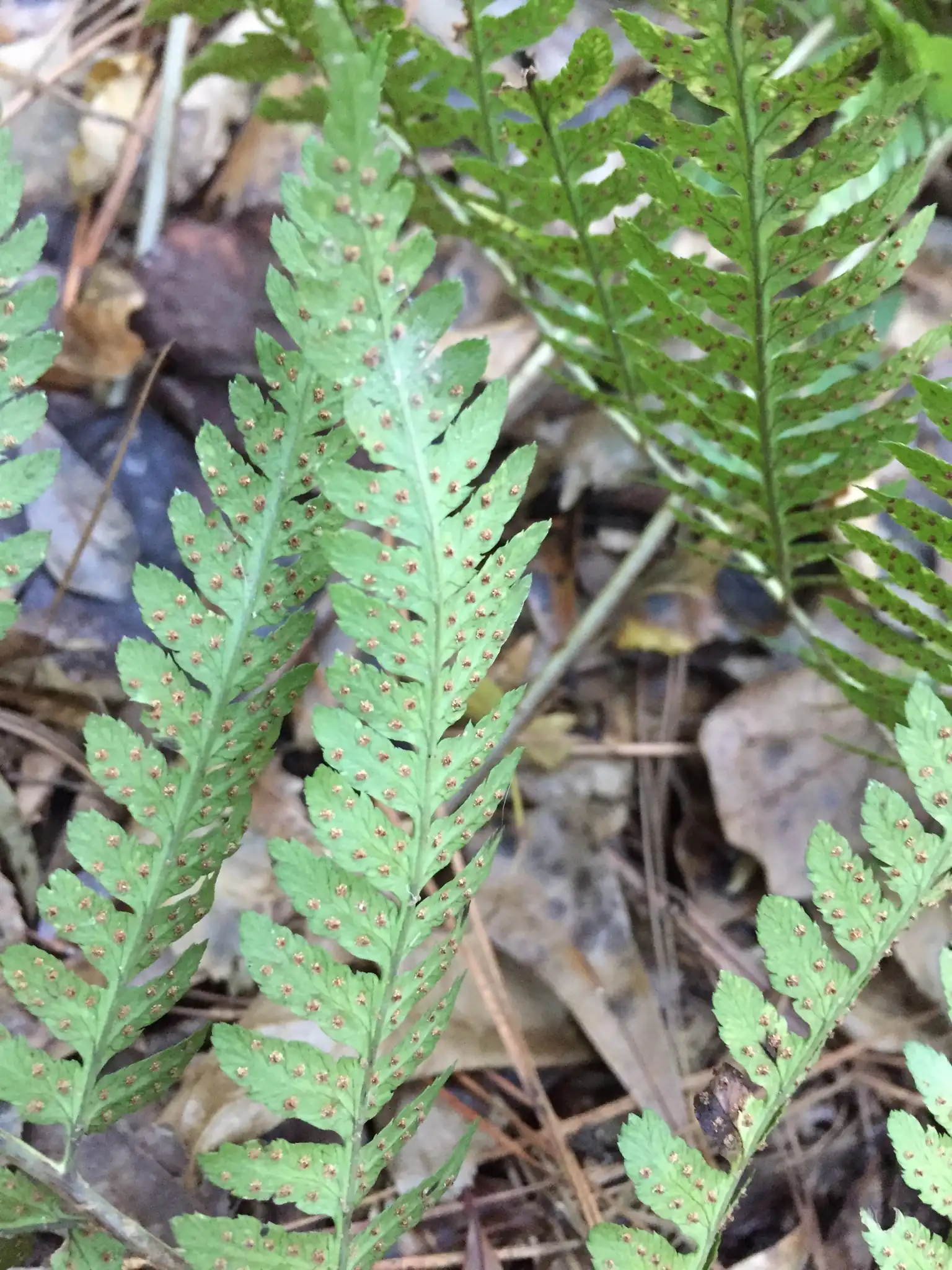 Log Fern