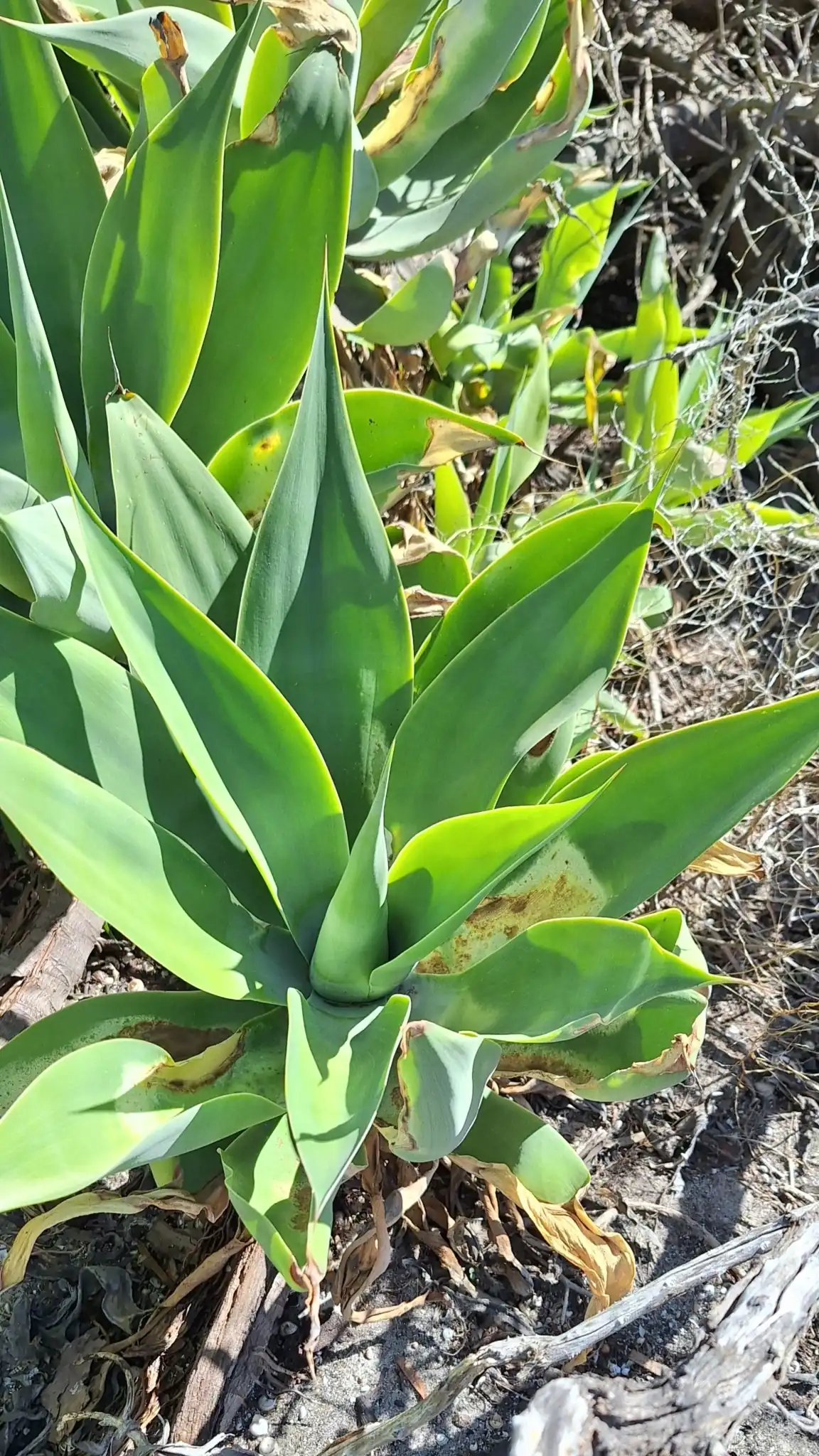 Agave