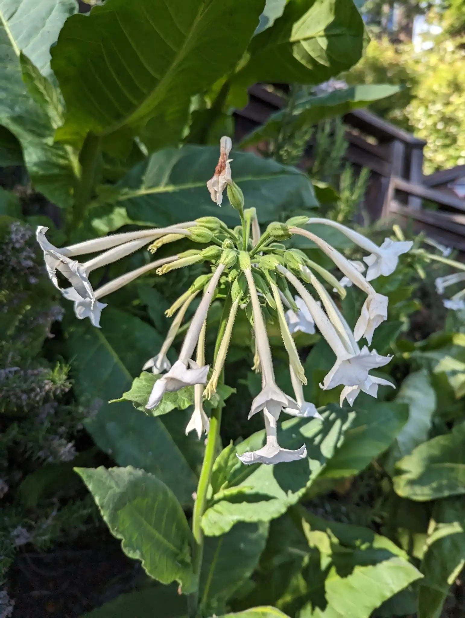 Woodland Tobacco