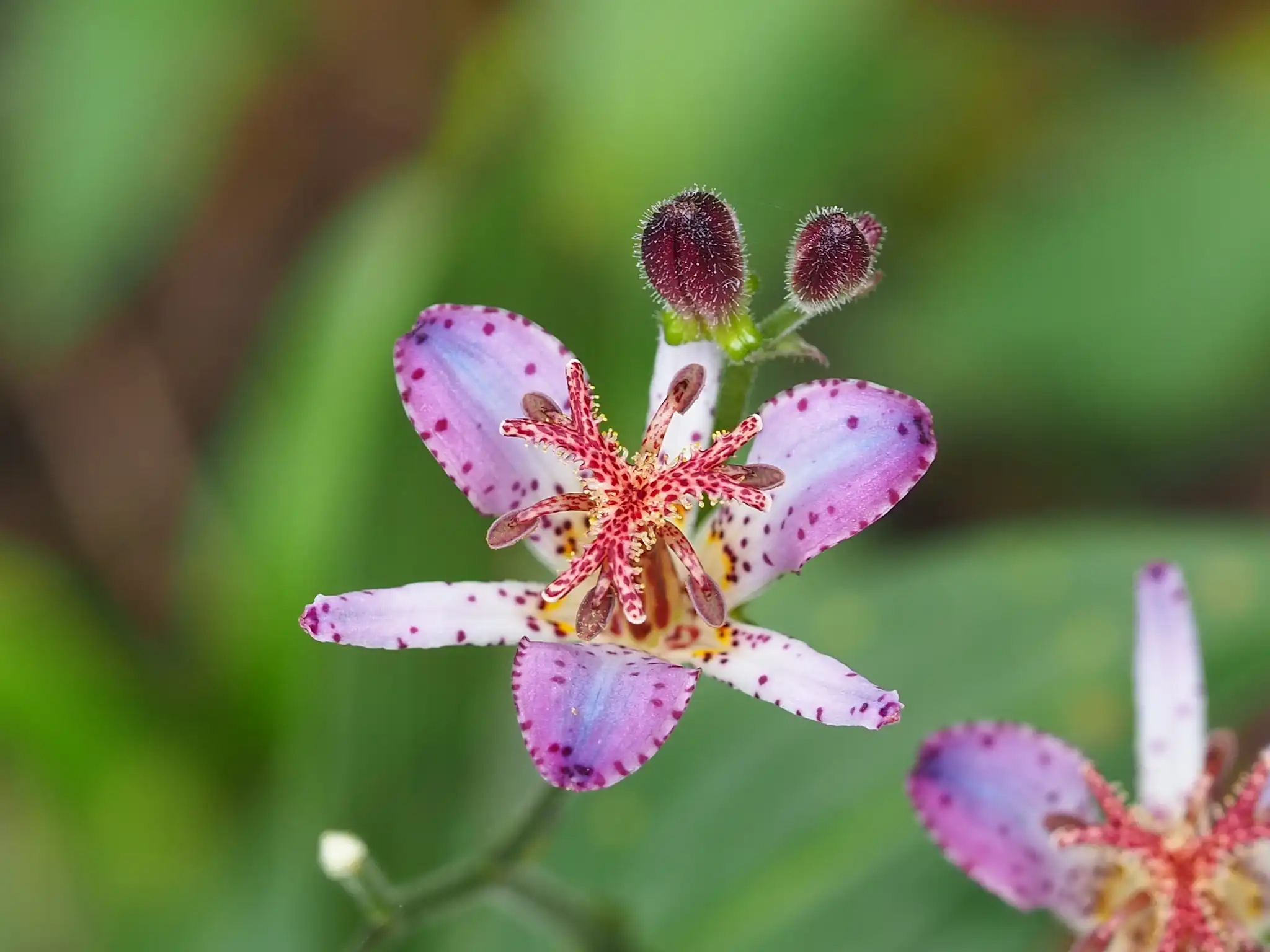Toad Lily