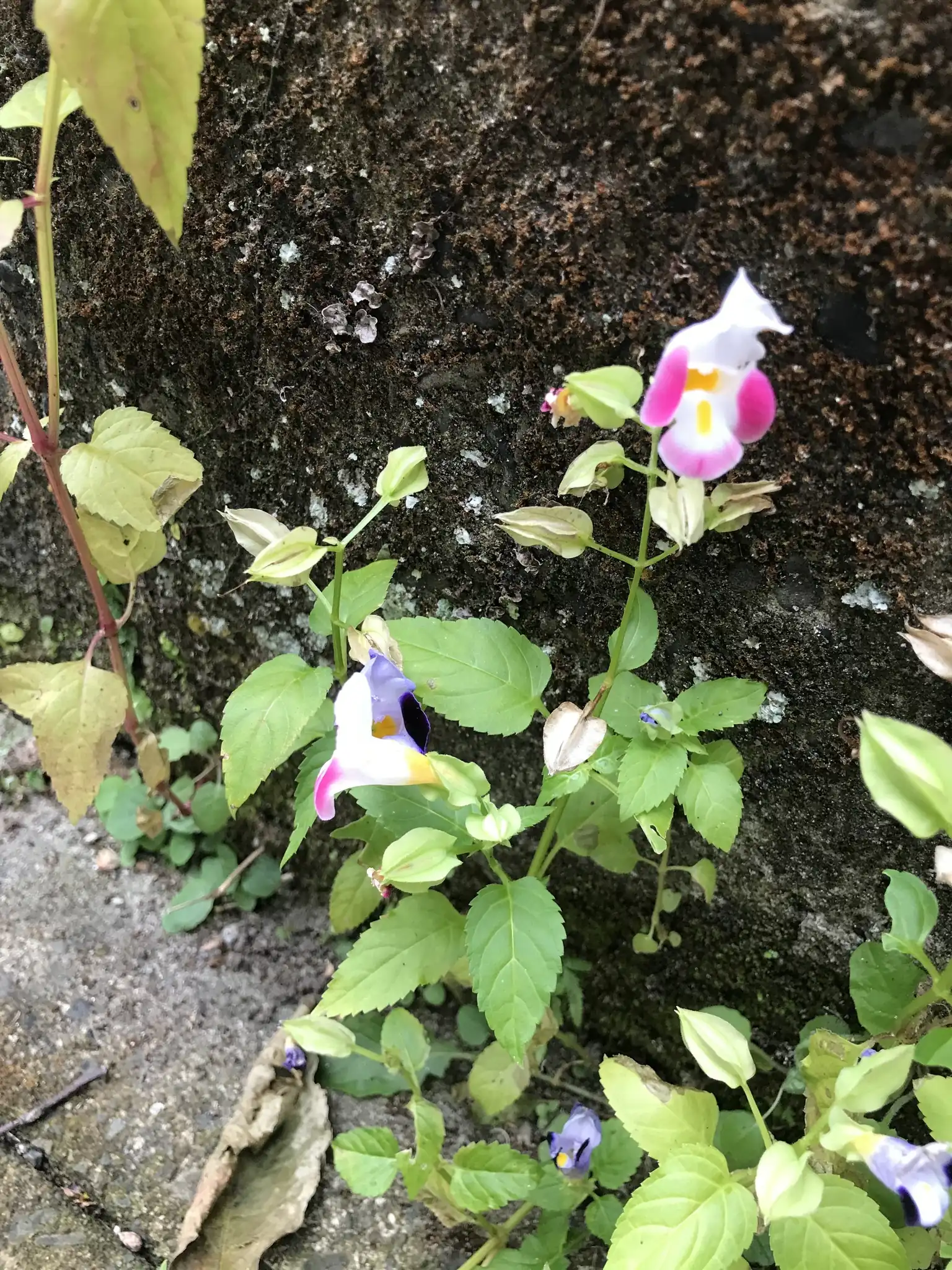 Wishbone Flower