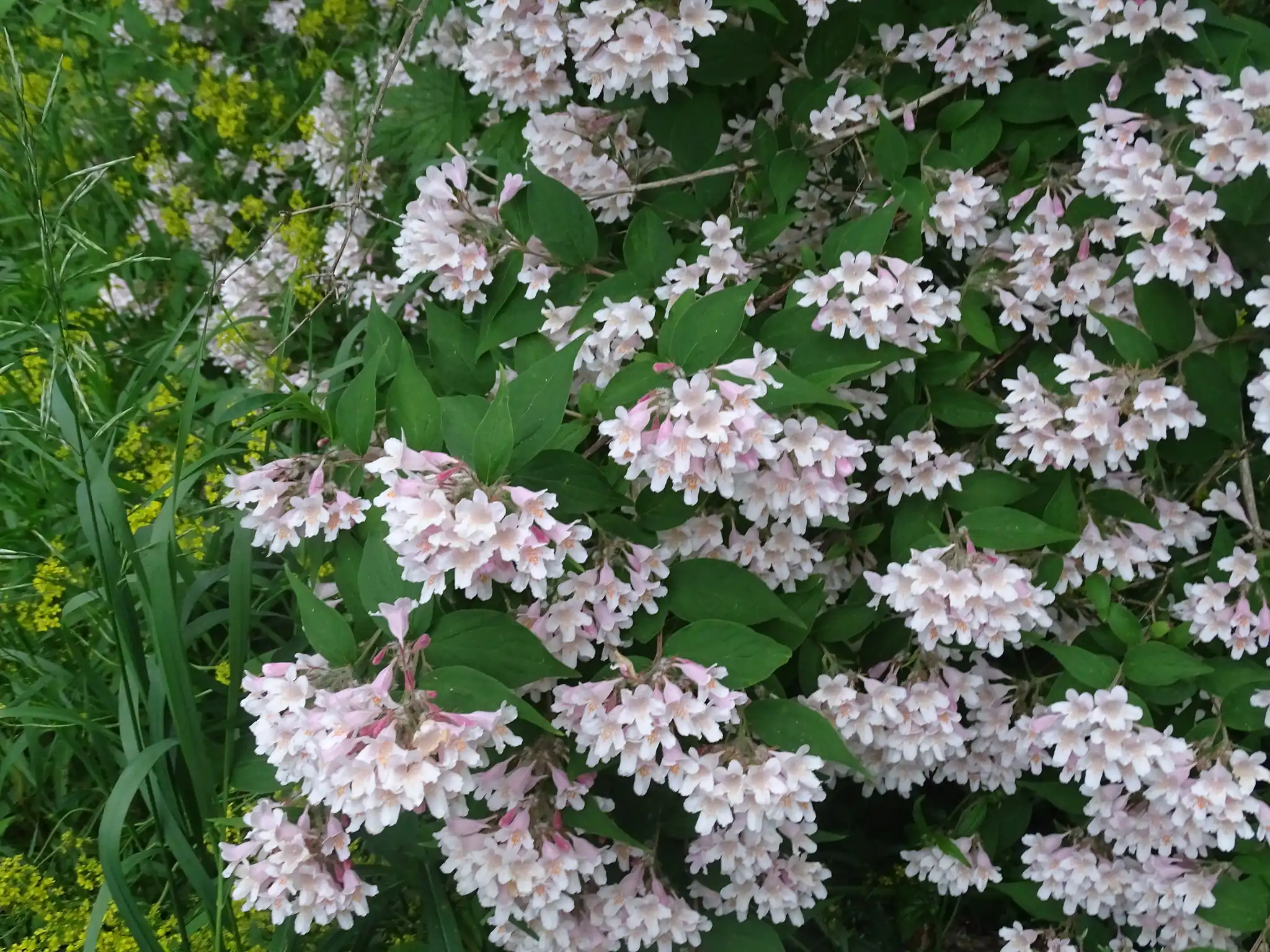 Beautybush
