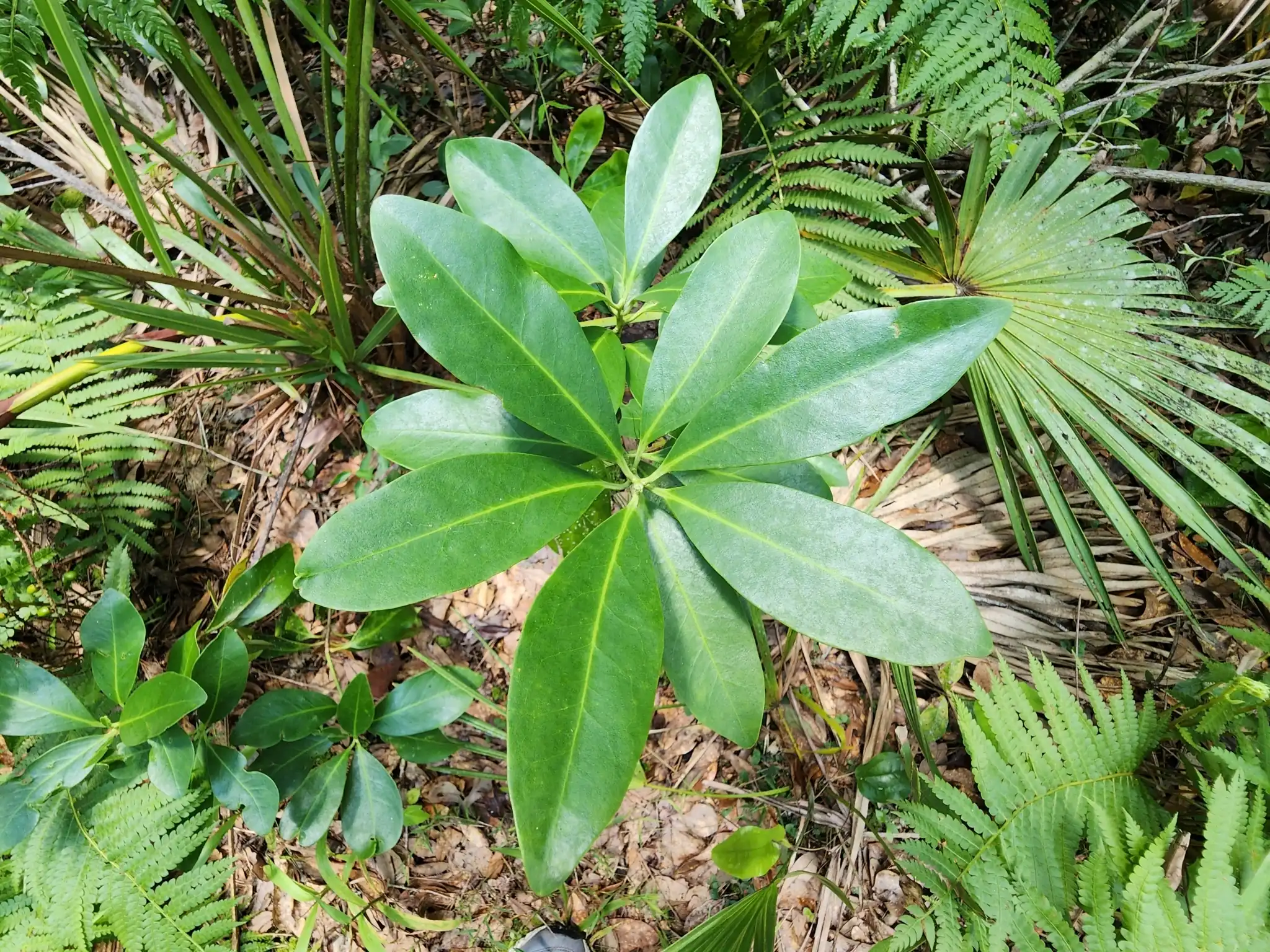 Yellow Anise Tree